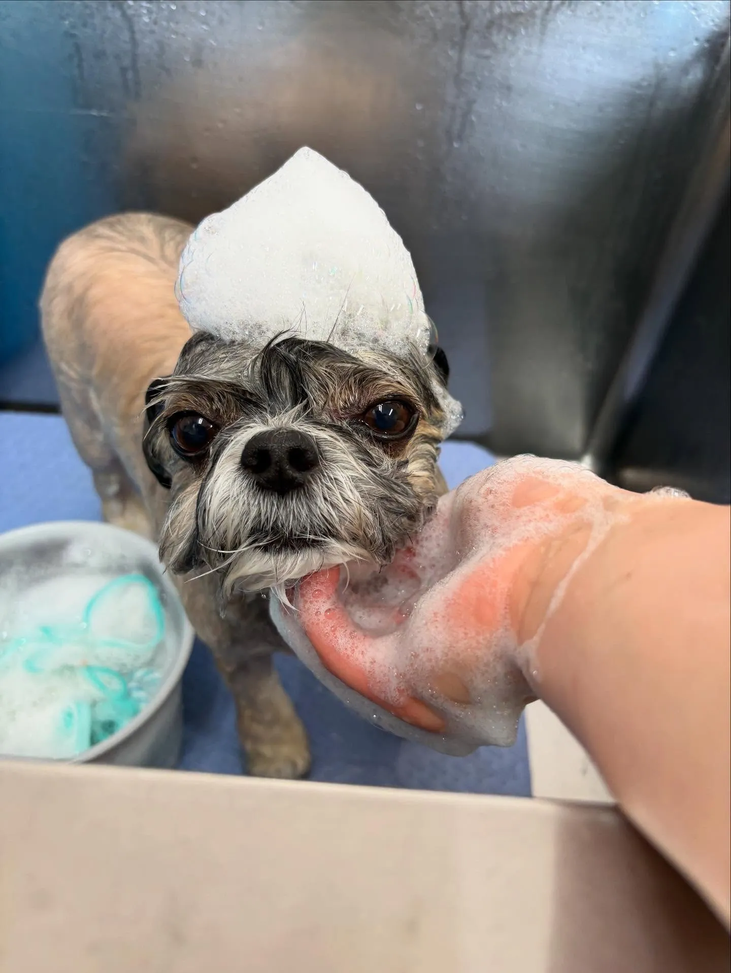 犬のトリミング✂️