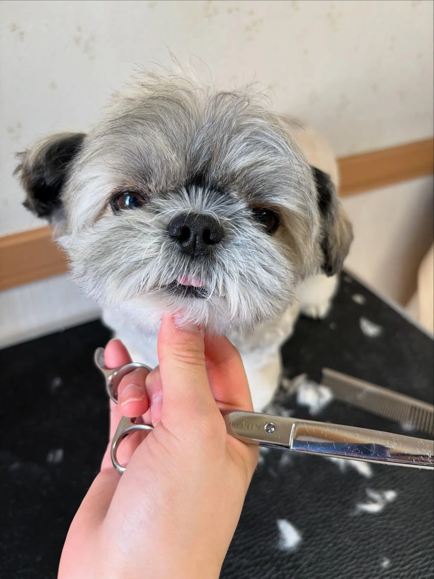 犬のトリミング✂️