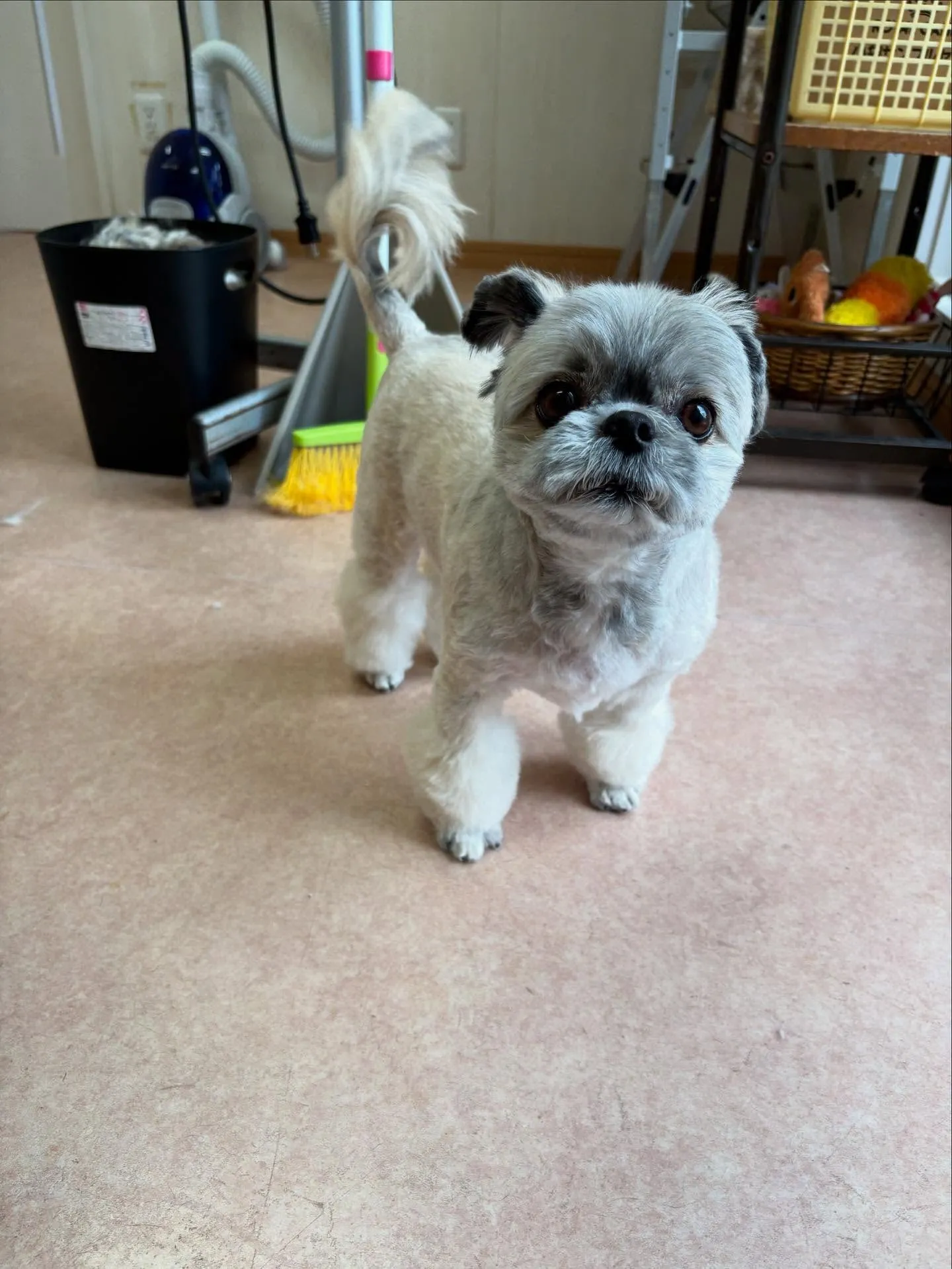 犬のトリミング✂️