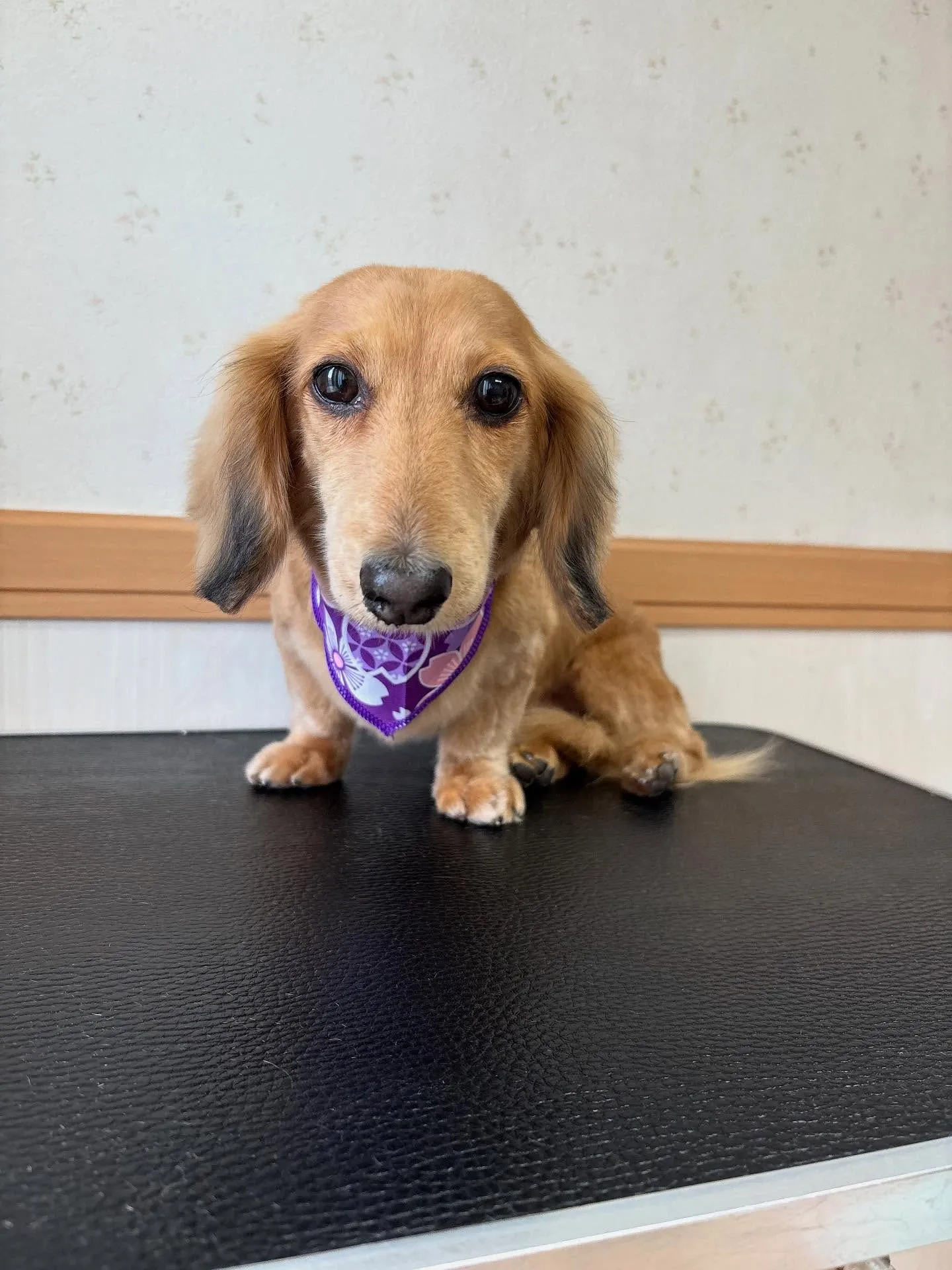 犬のトリミング✂️
