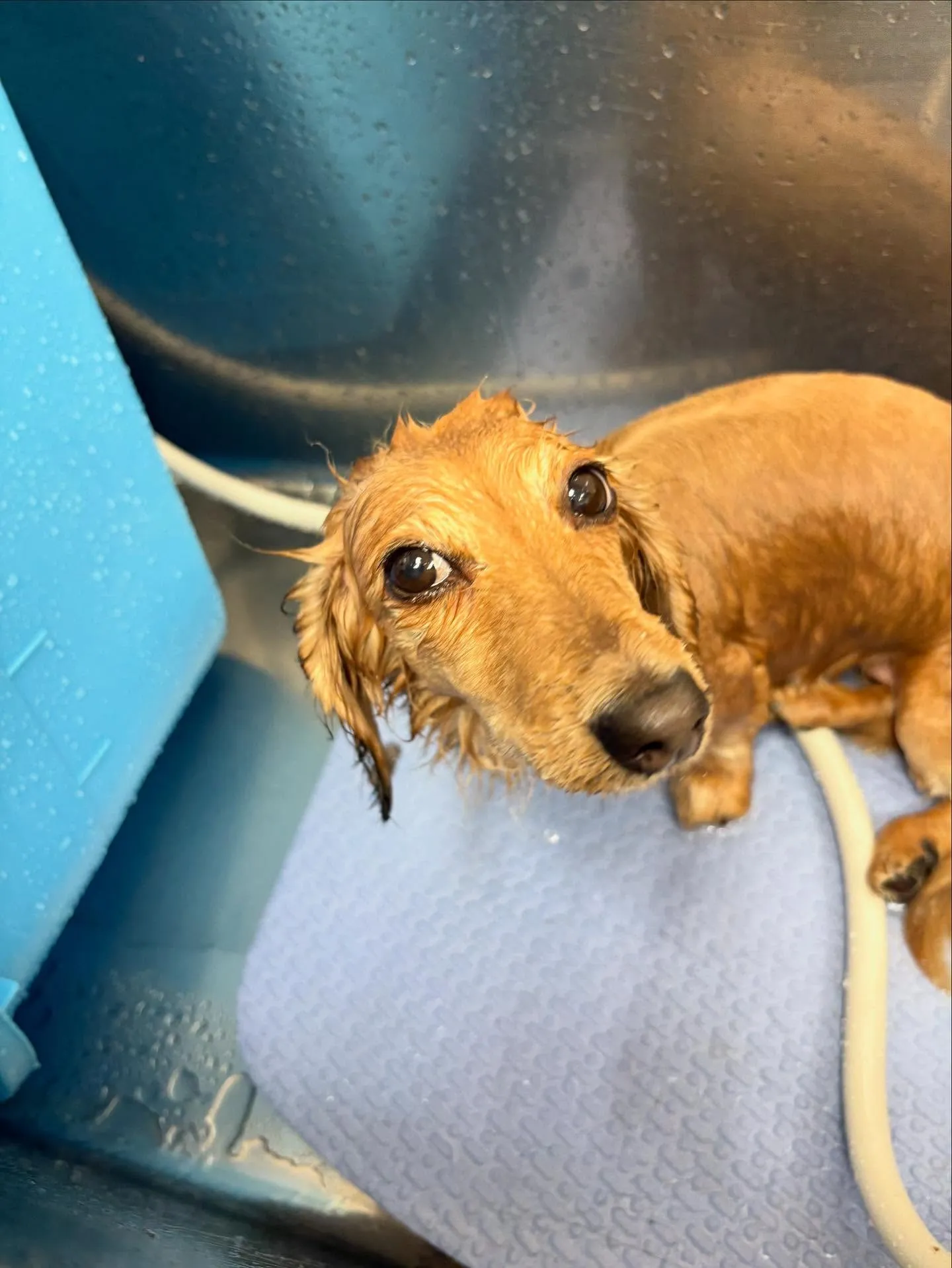 犬のトリミング✂️