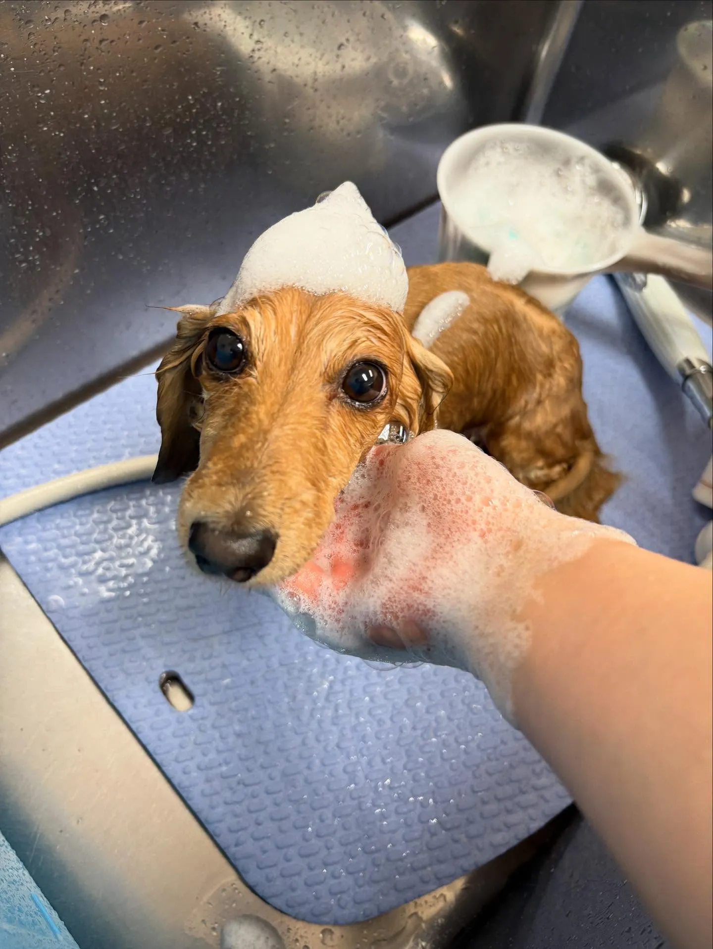 犬のトリミング✂️