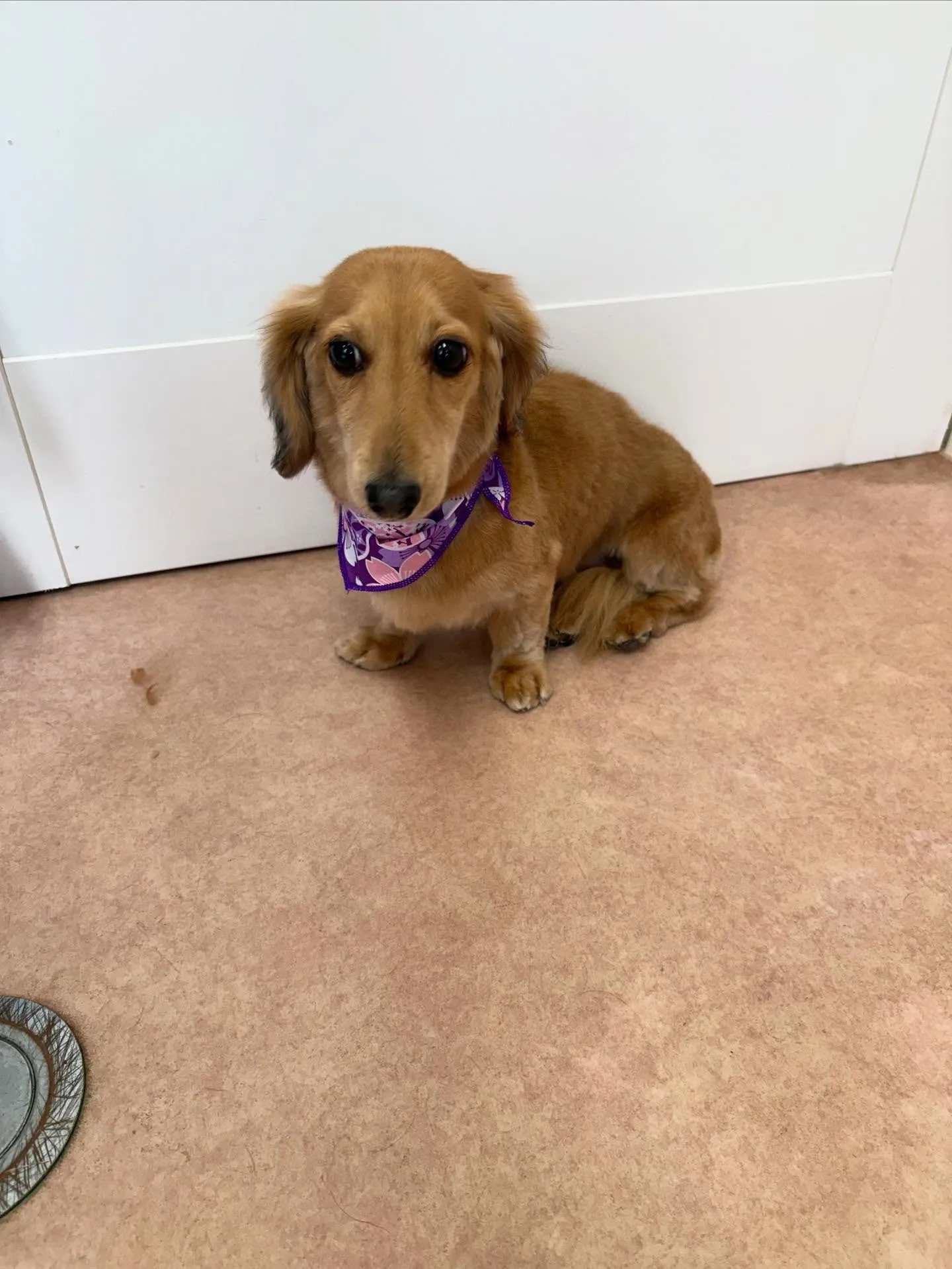 犬のトリミング✂️