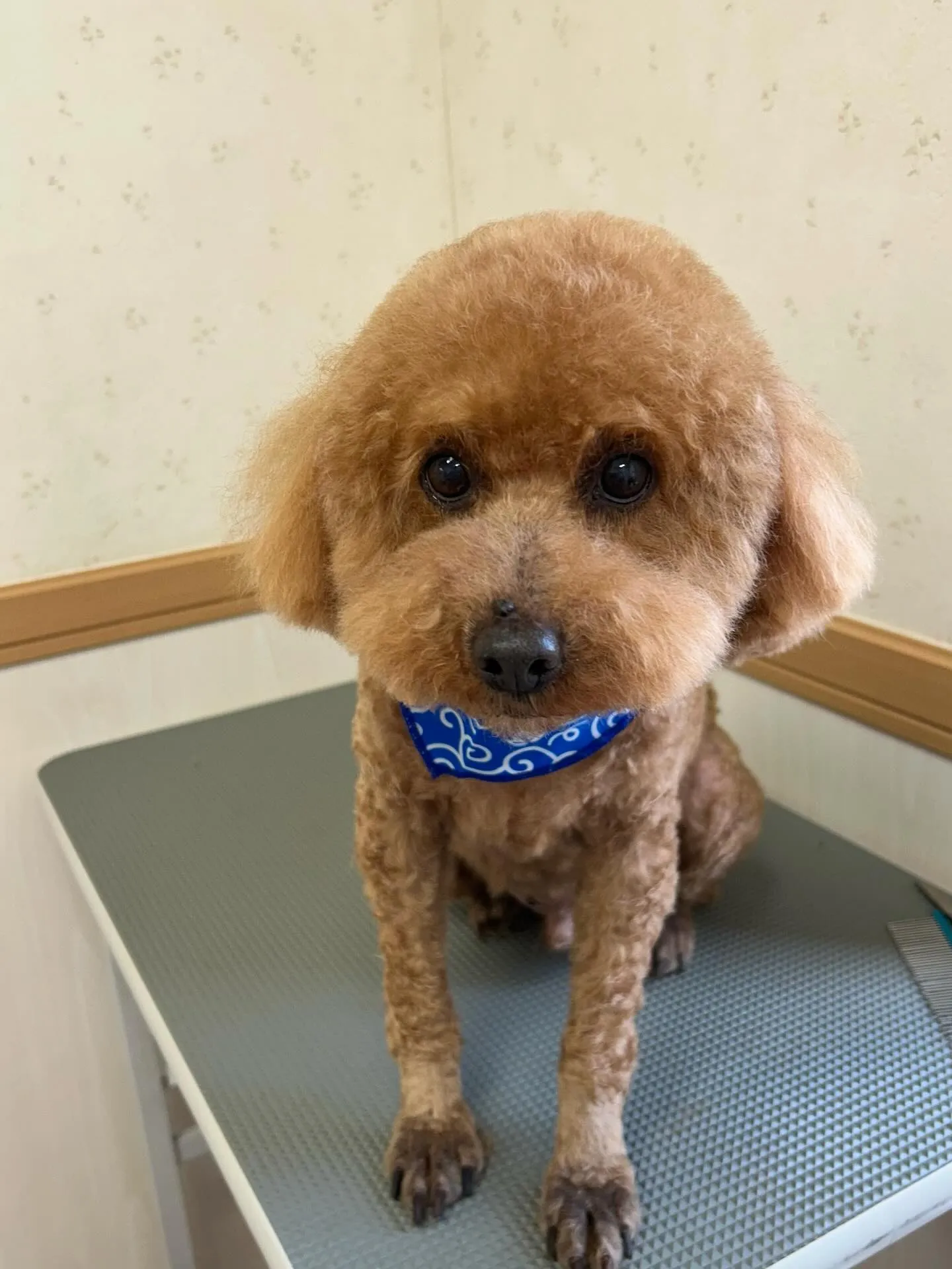 犬のトリミング✂️