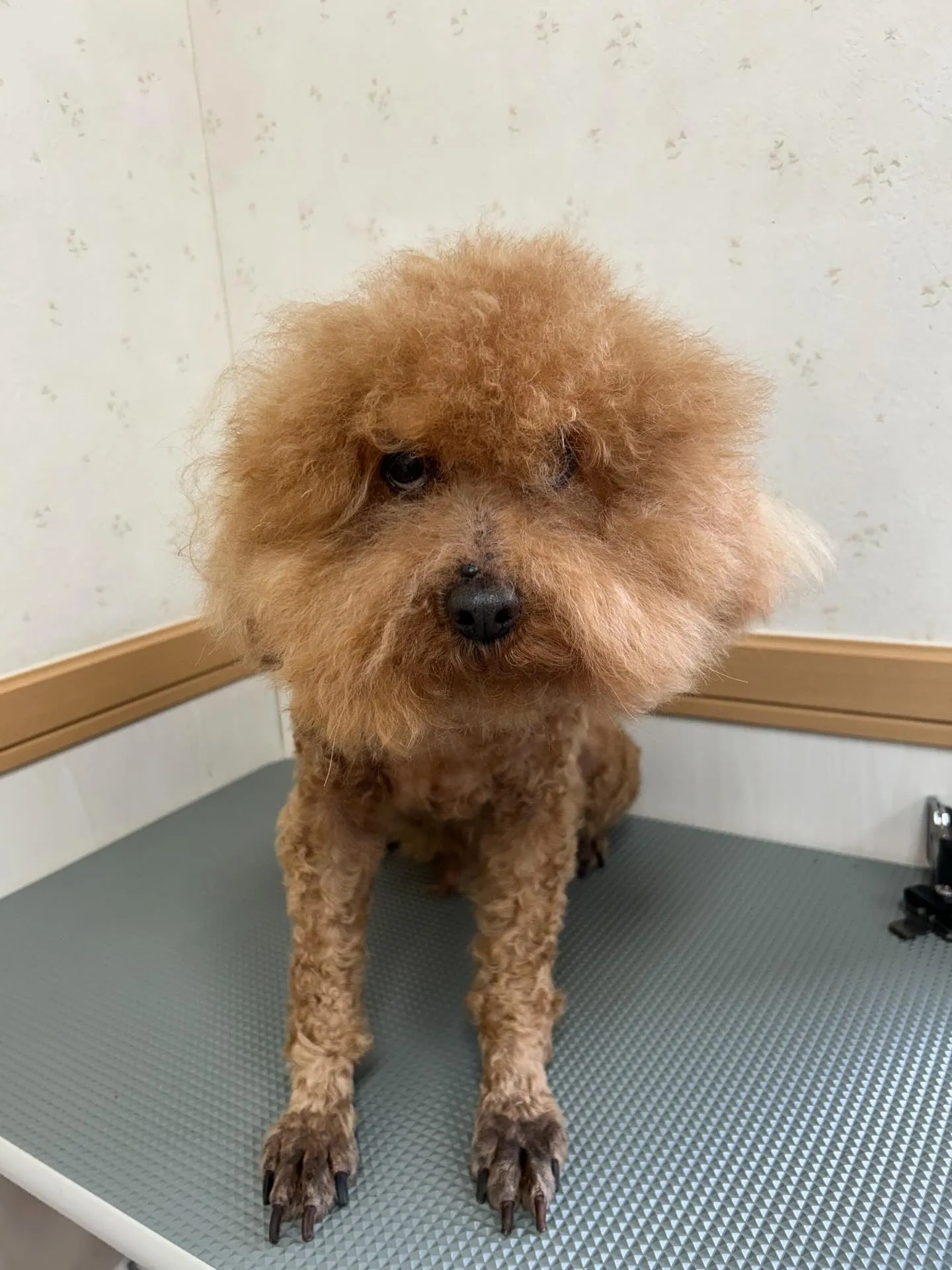 犬のトリミング✂️