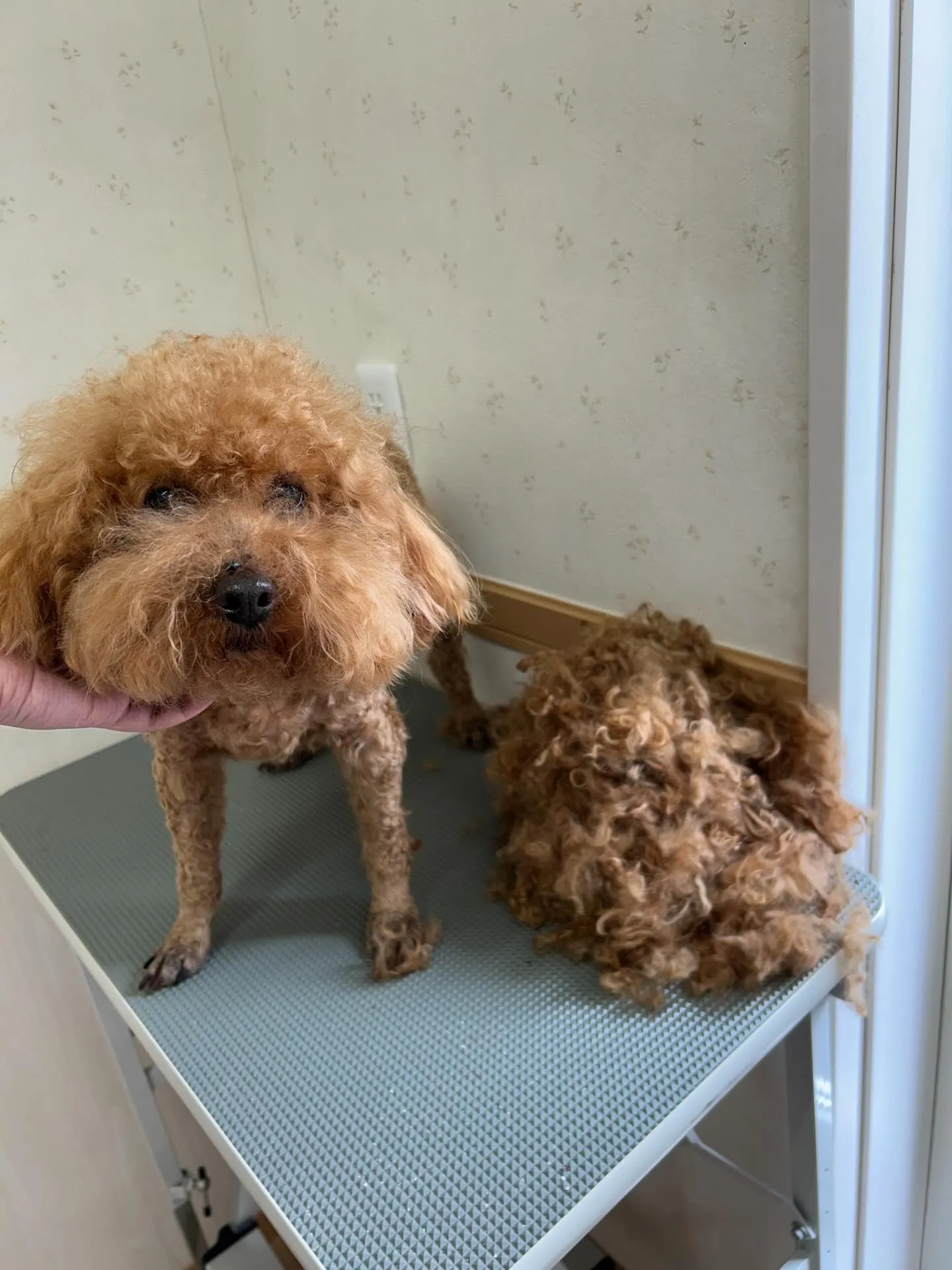 犬のトリミング✂️
