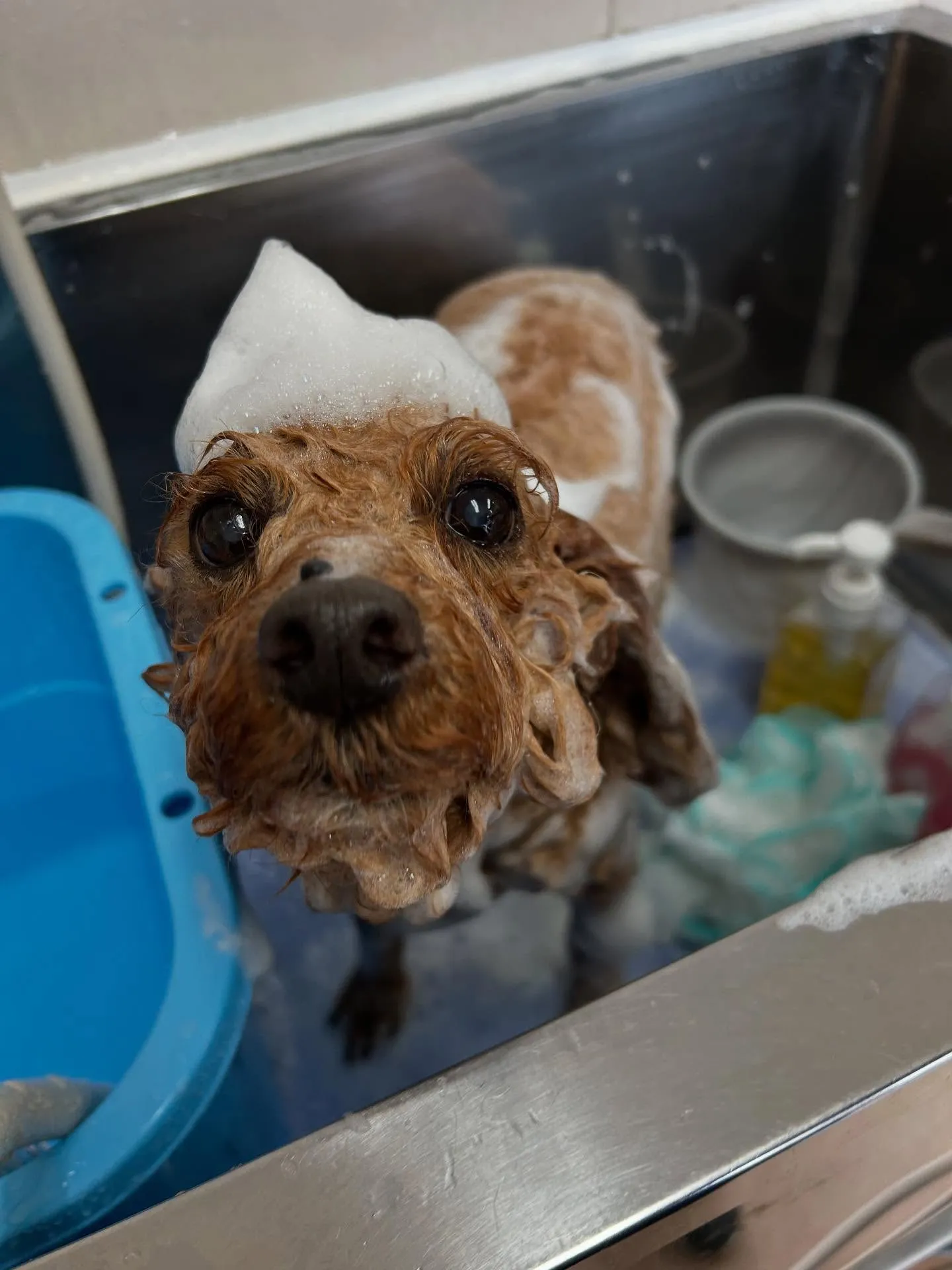 犬のトリミング✂️