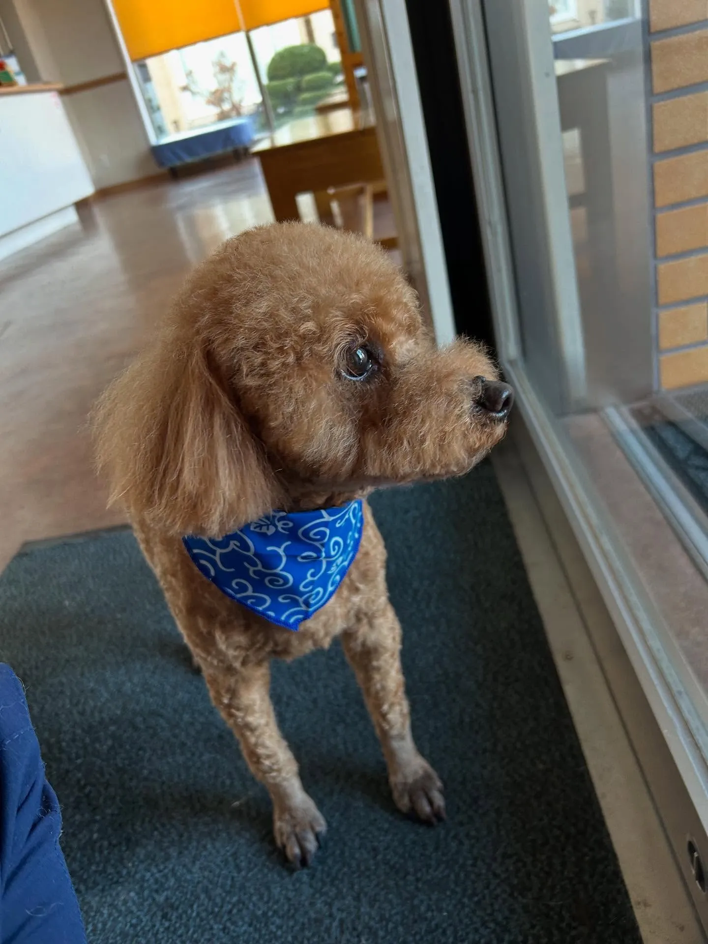 犬のトリミング✂️