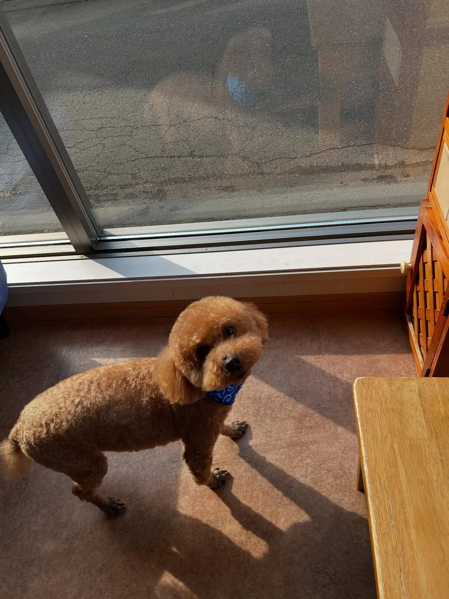 犬のトリミング✂️