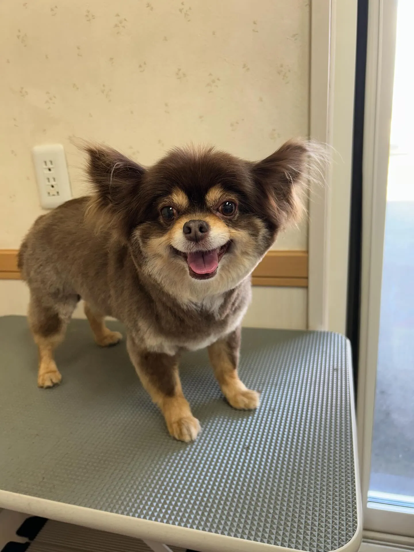 犬のトリミング✂️