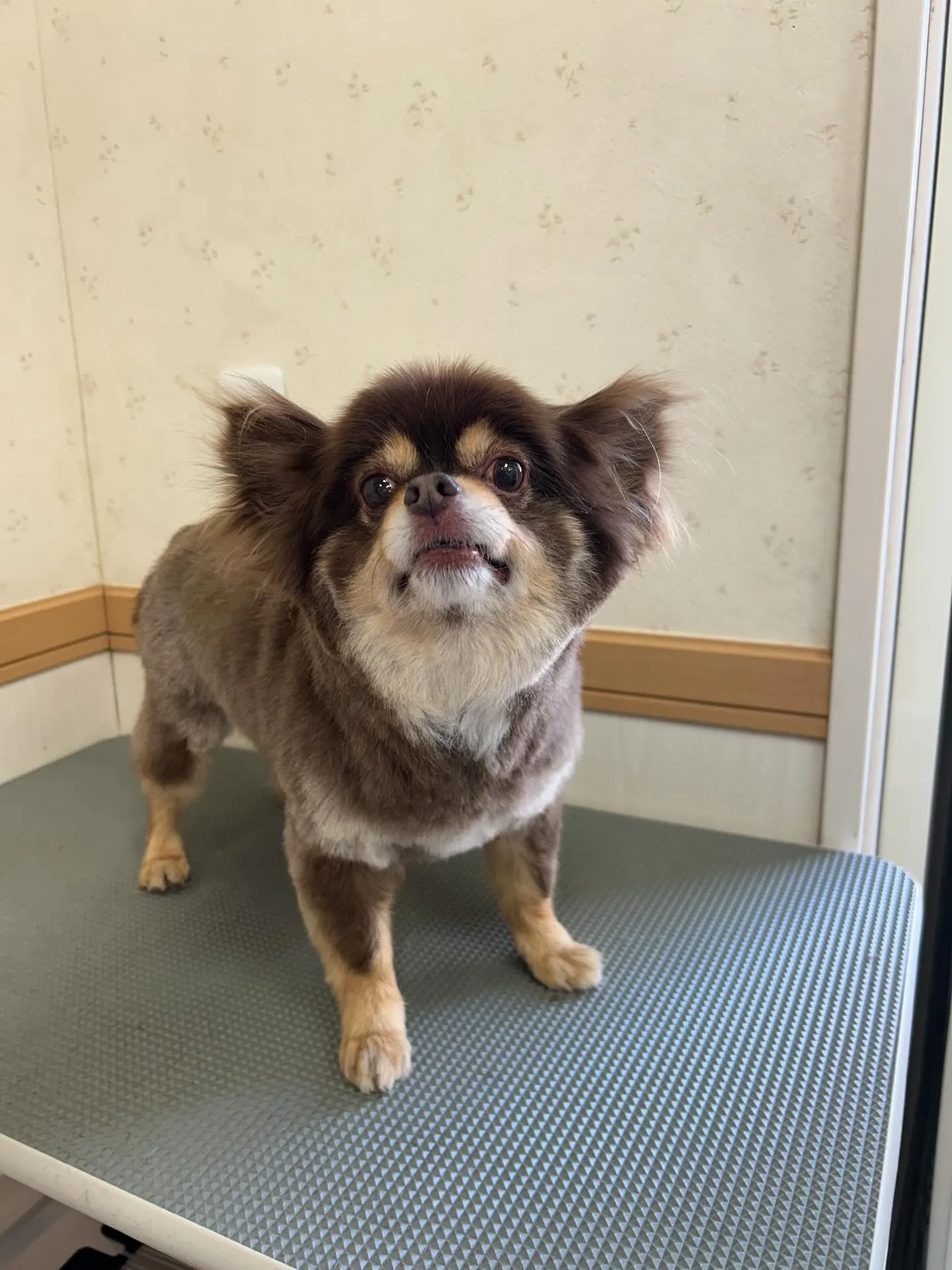 犬のトリミング✂️