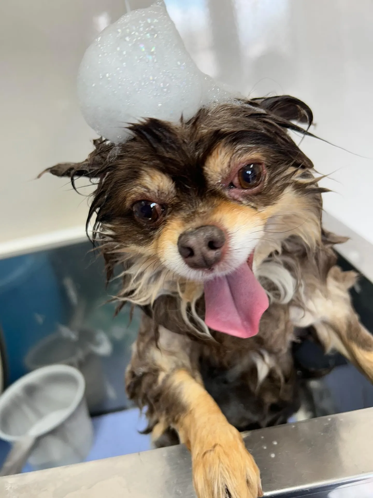 犬のトリミング✂️