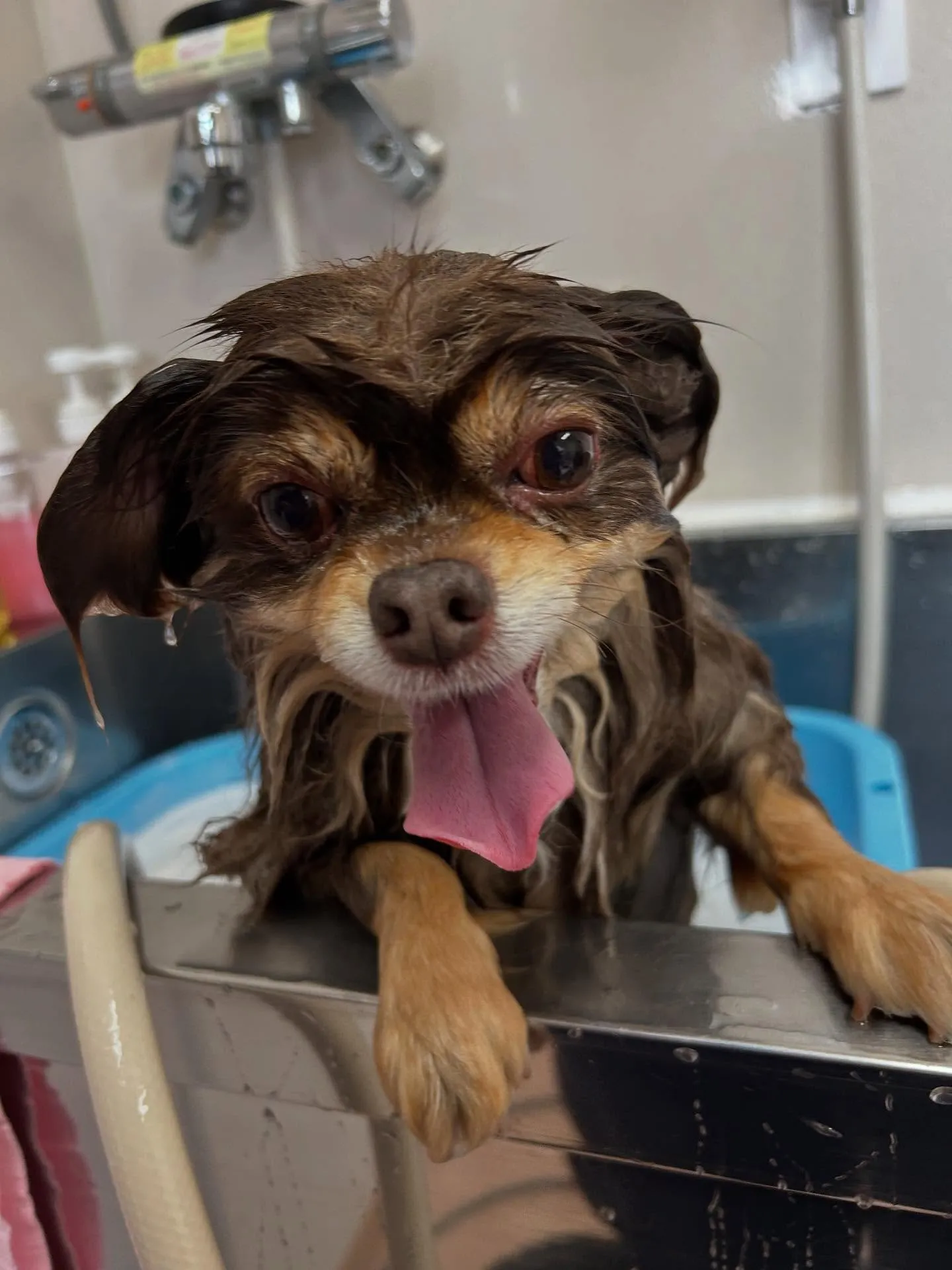 犬のトリミング✂️