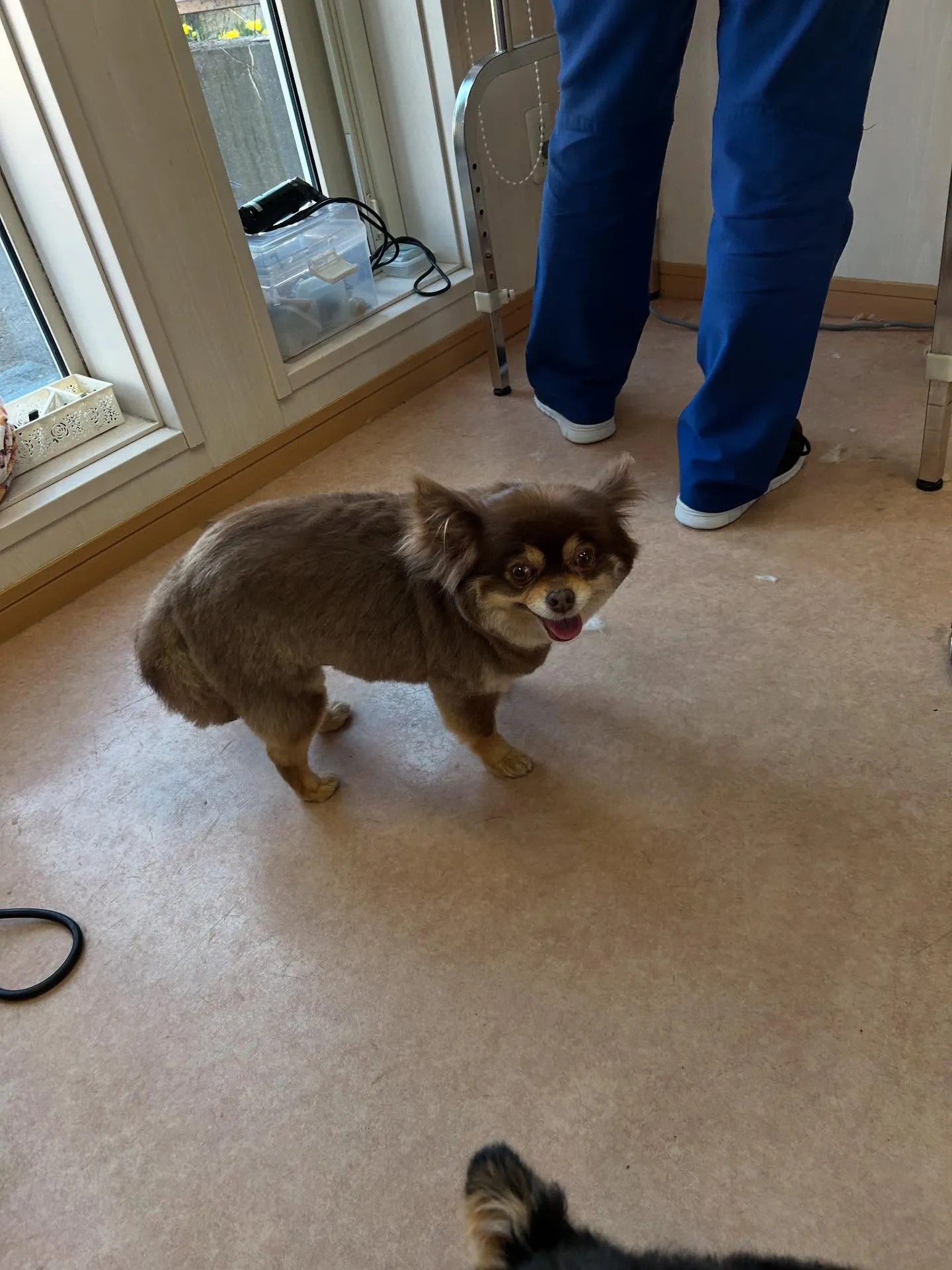 犬のトリミング✂️