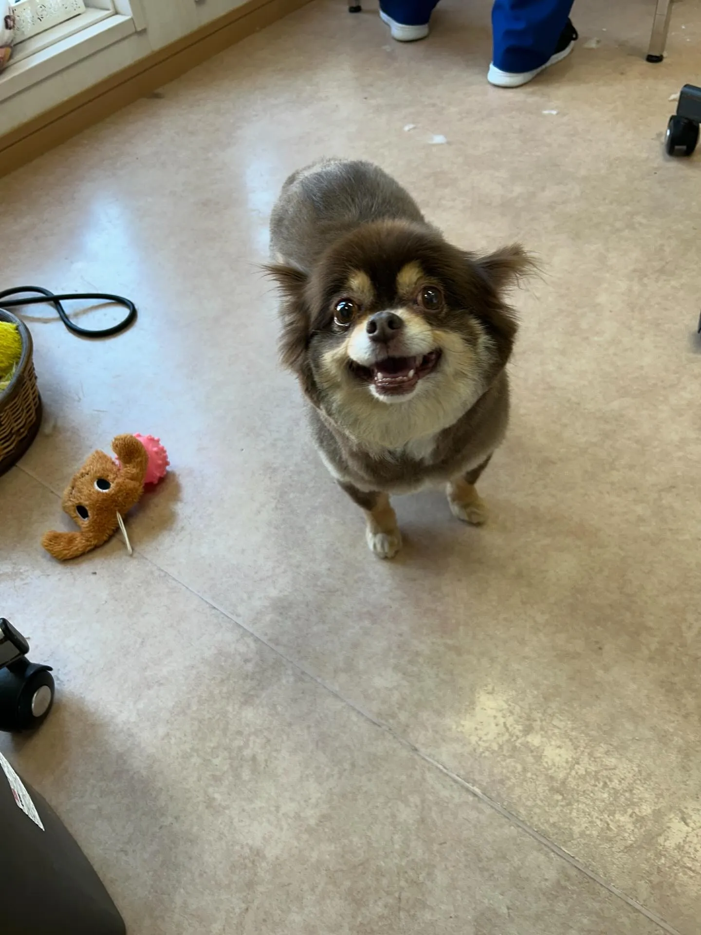犬のトリミング✂️