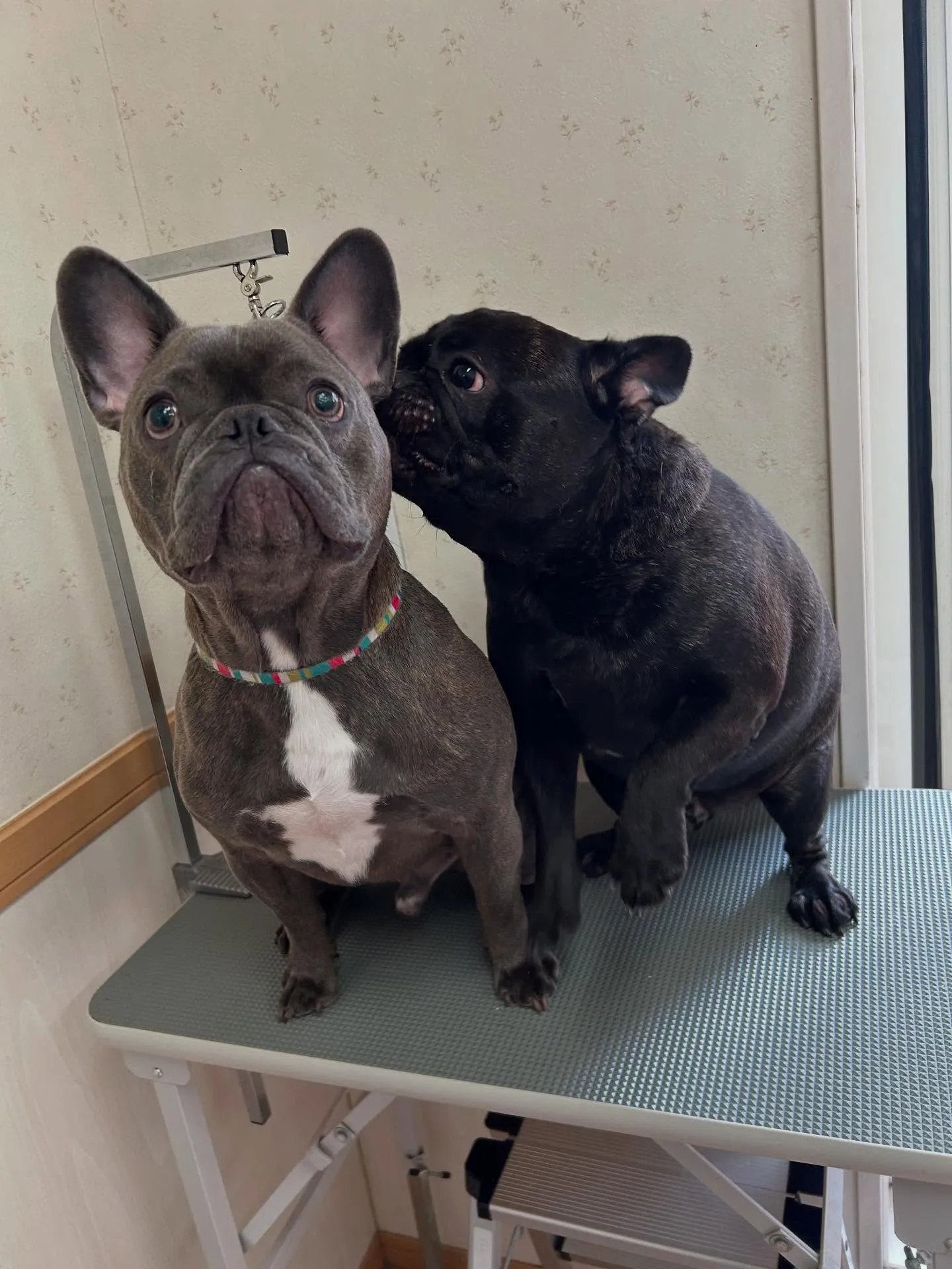 犬のシャンプー🫧