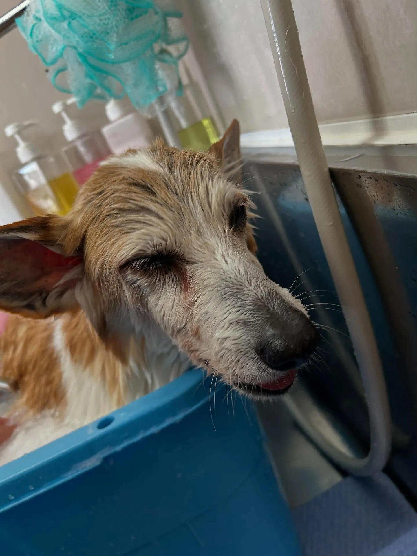 犬のシャンプー🫧