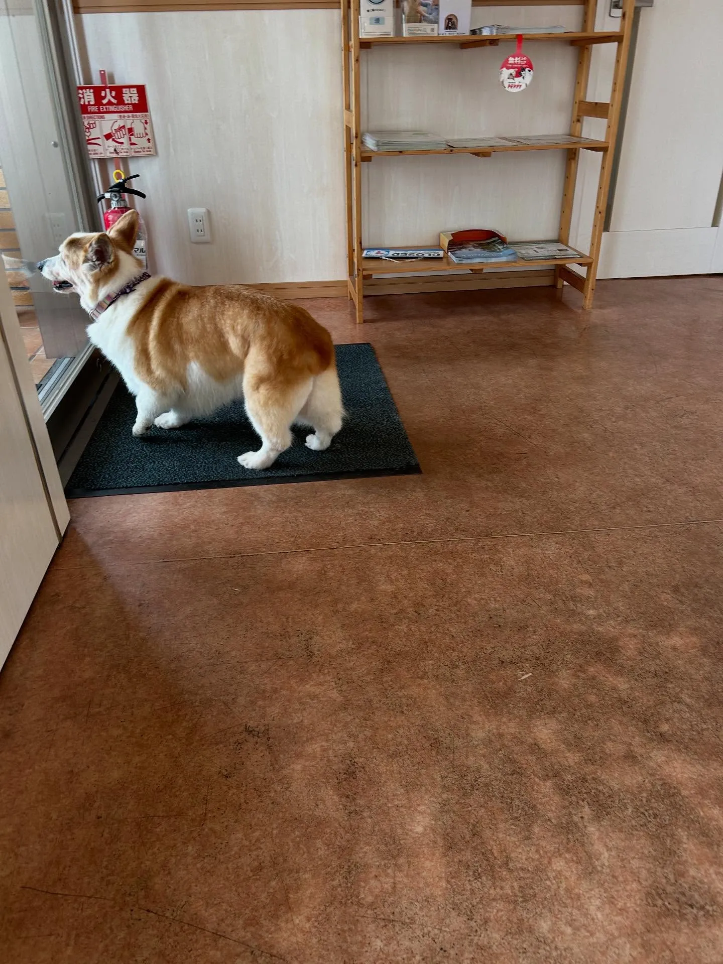 犬のシャンプー🫧