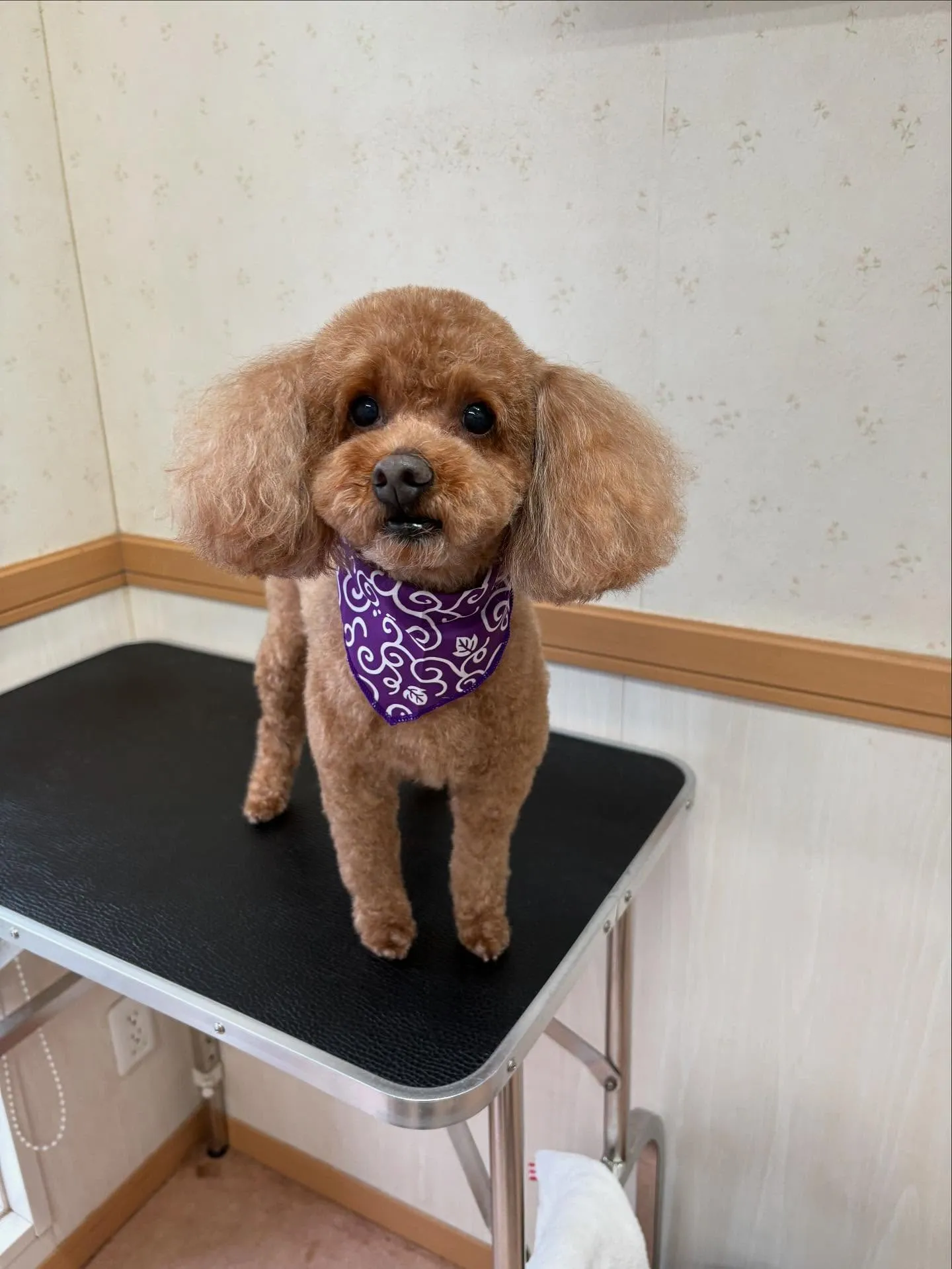 犬のトリミング✂️