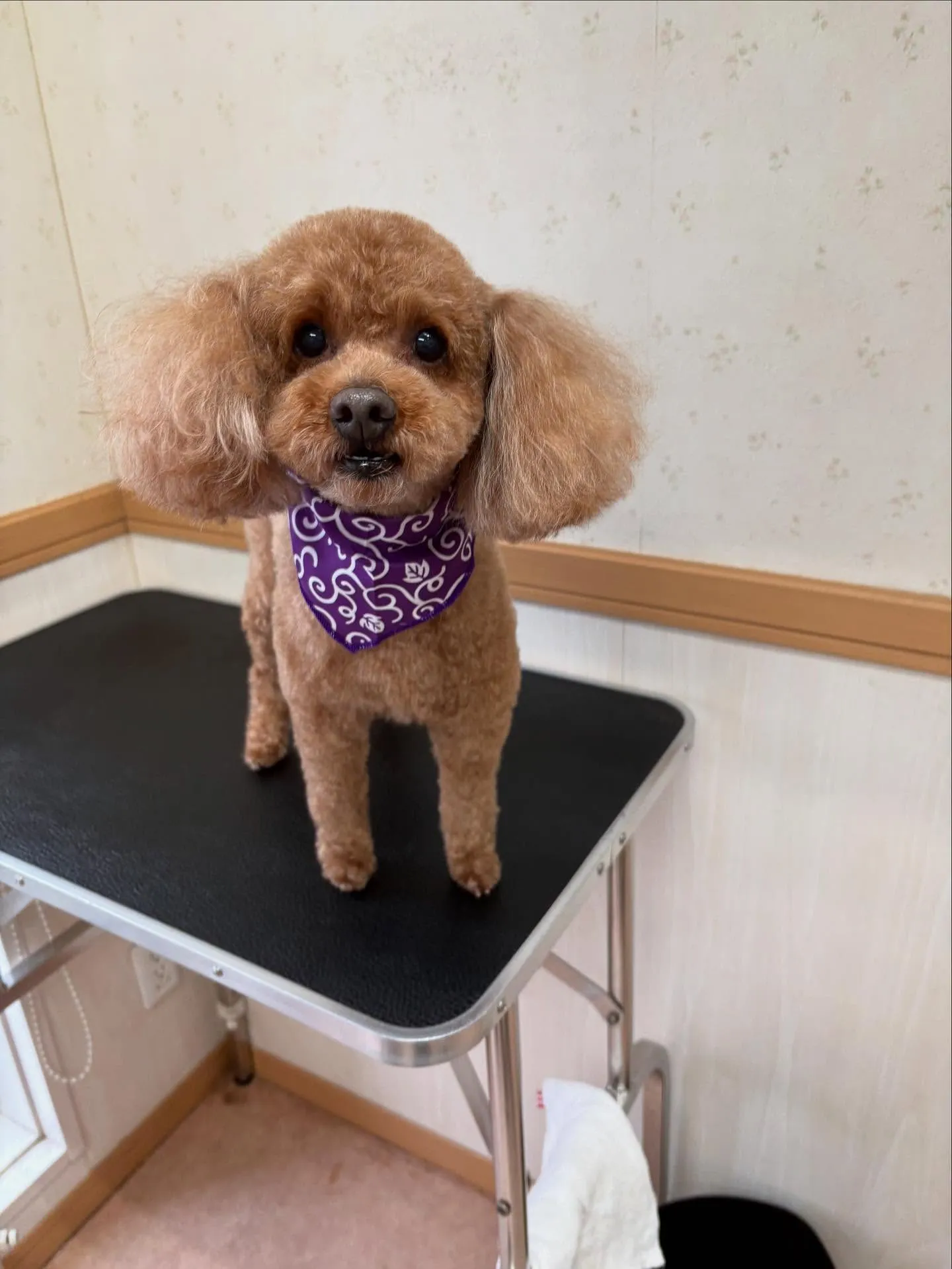 犬のトリミング✂️