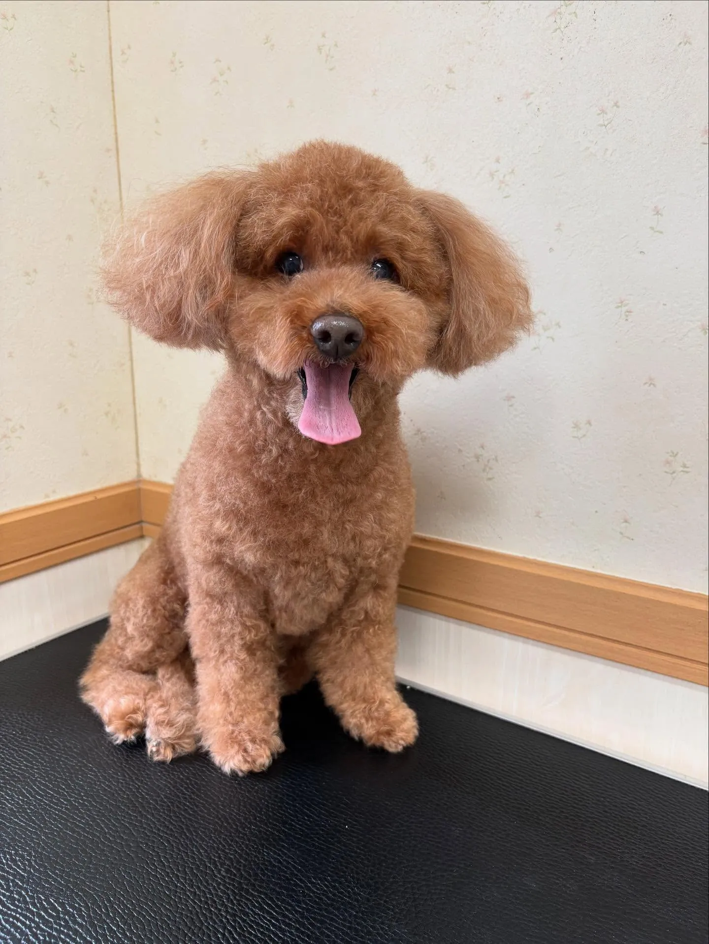 犬のトリミング✂️