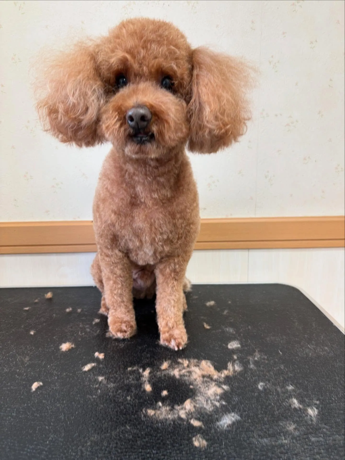 犬のトリミング✂️