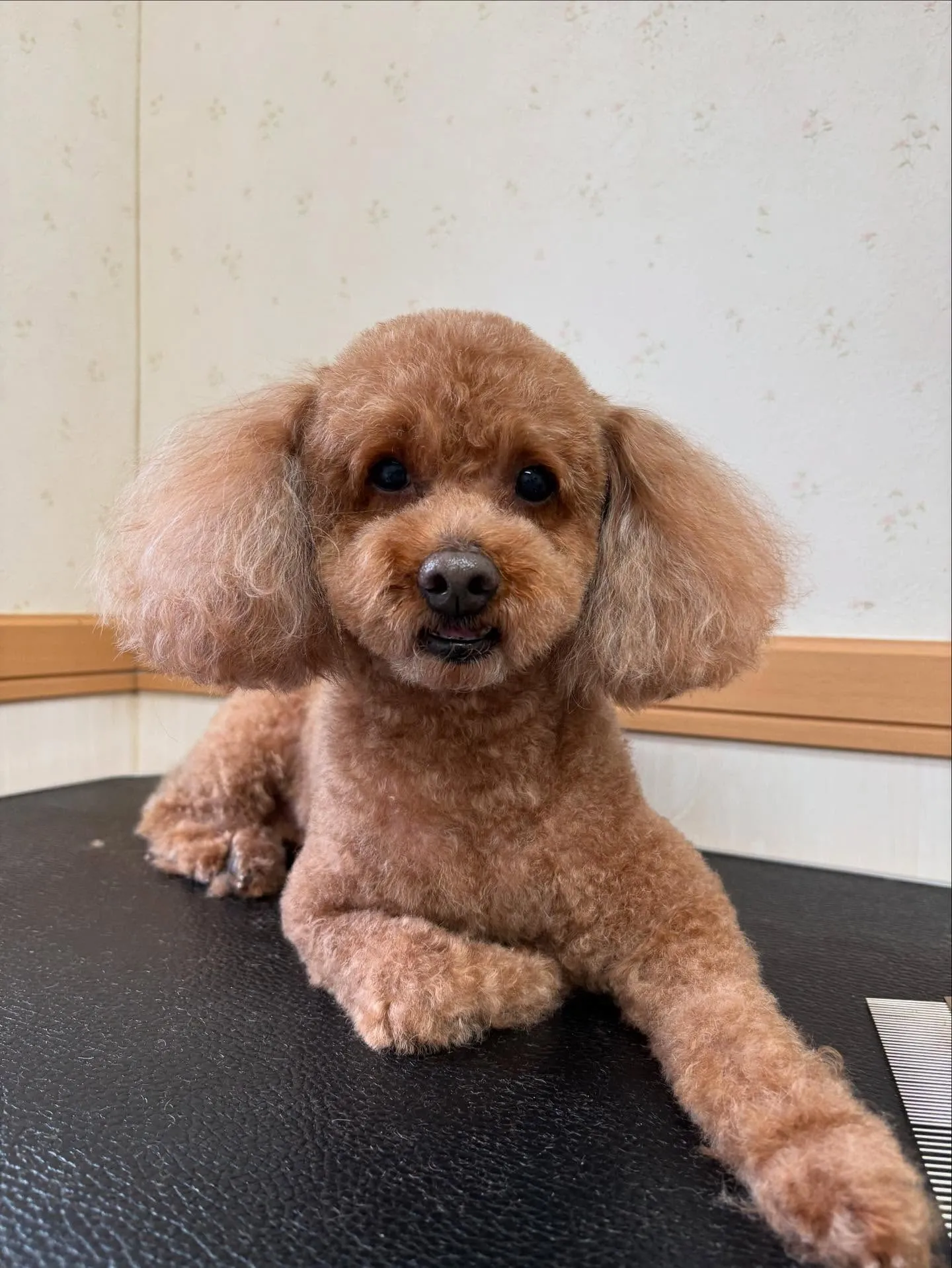 犬のトリミング✂️