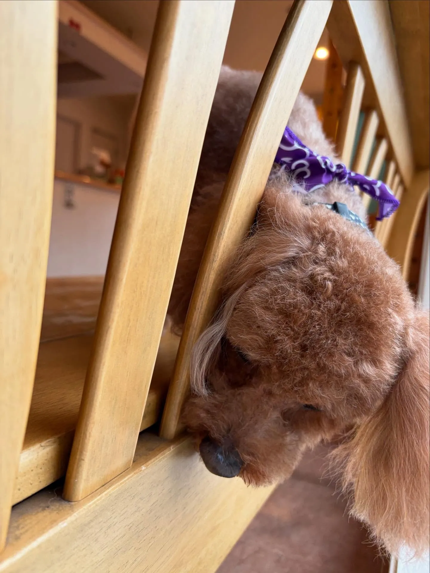 犬のトリミング✂️