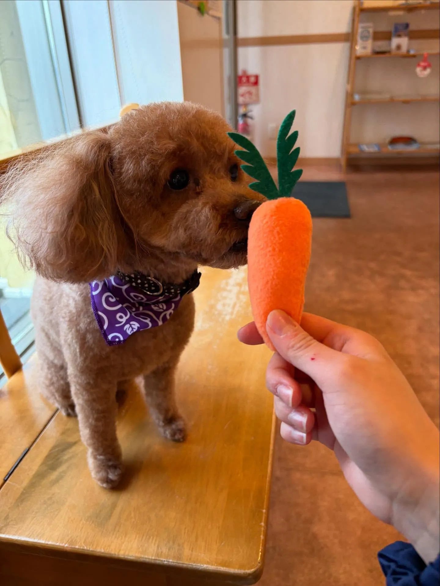 犬のトリミング✂️