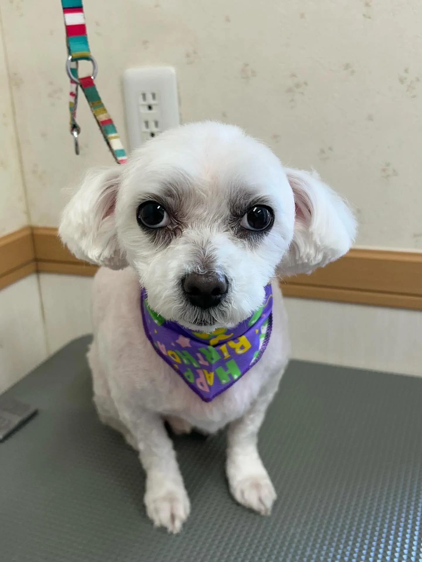 犬のトリミング✂️