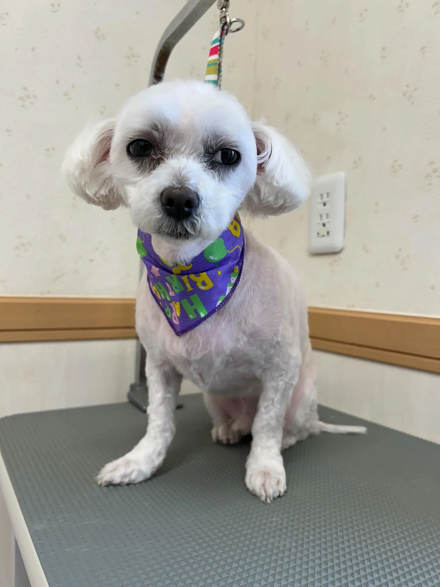 犬のトリミング✂️
