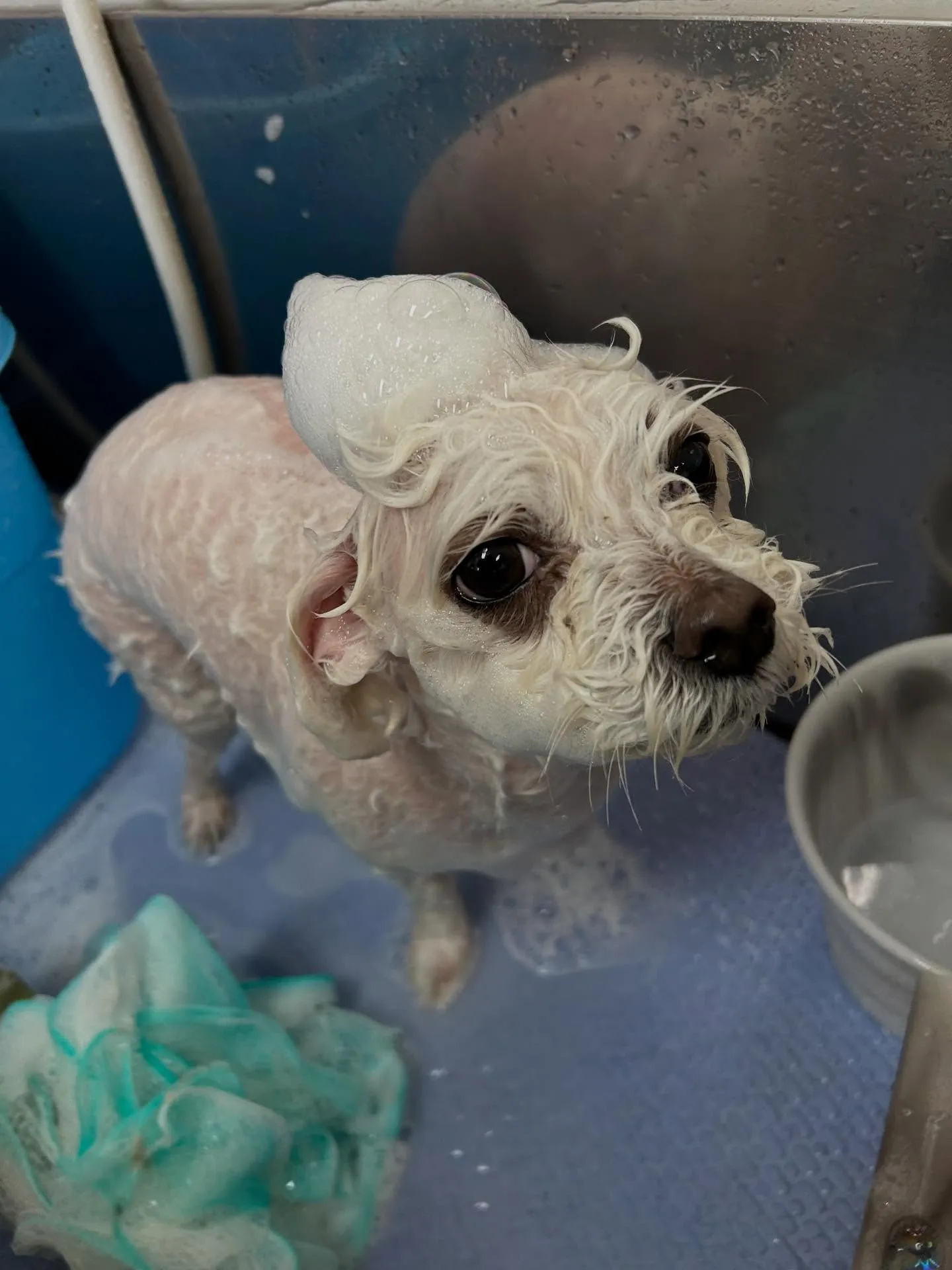 犬のトリミング✂️