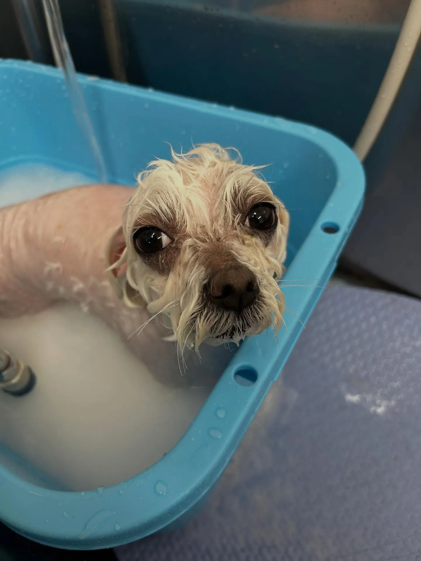犬のトリミング✂️