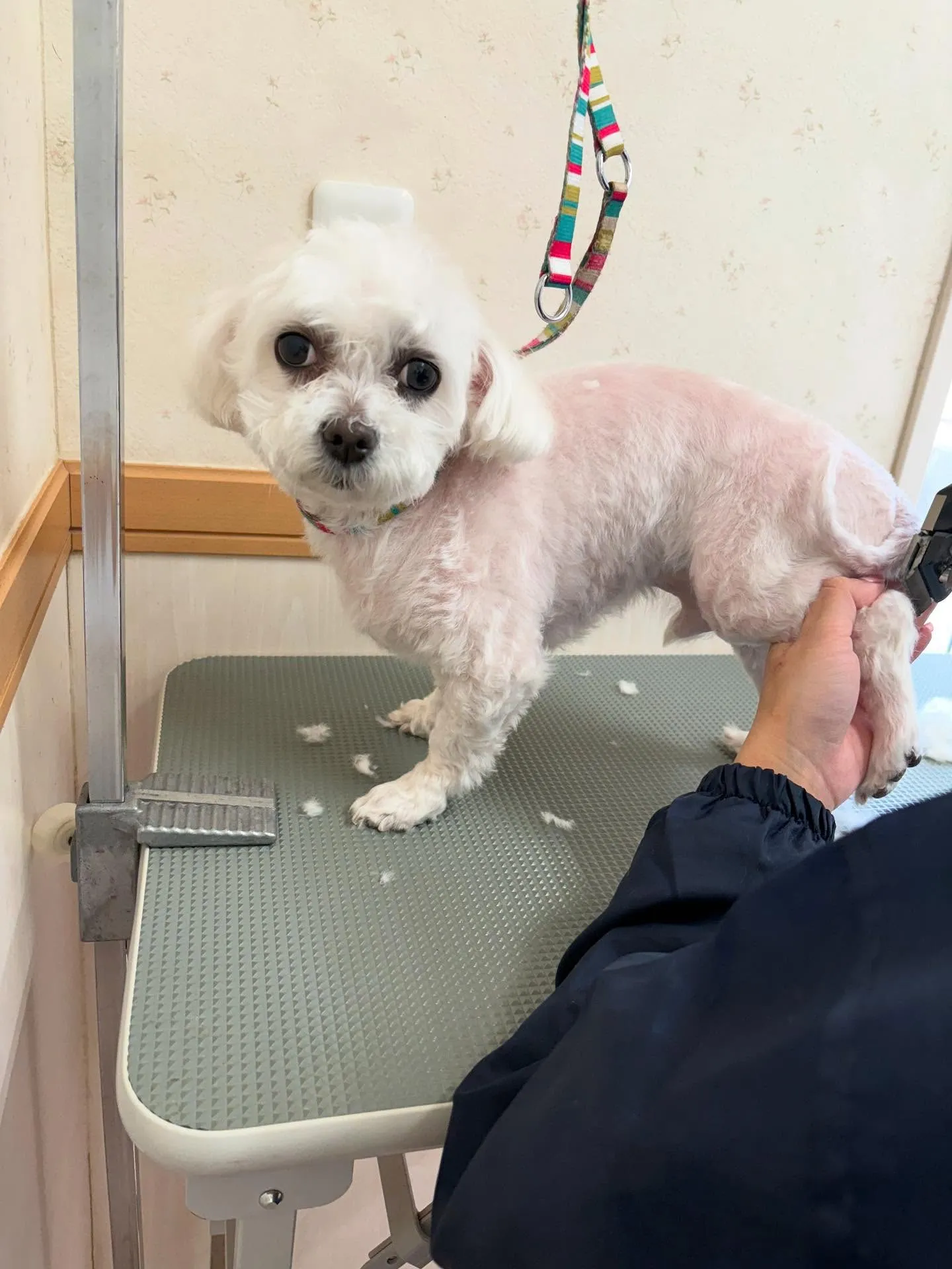 犬のトリミング✂️