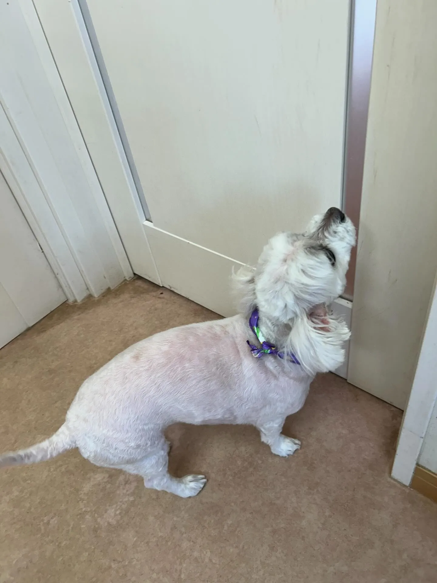 犬のトリミング✂️