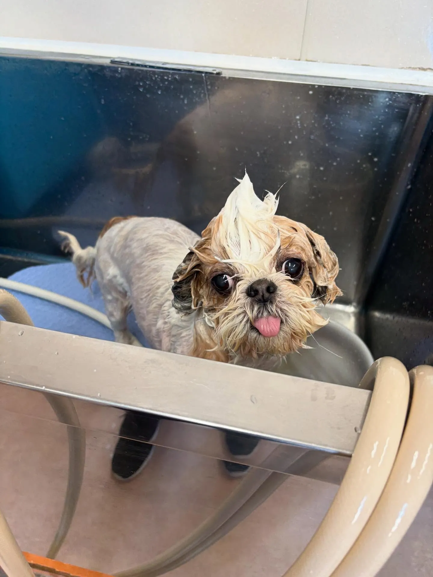 犬のトリミング✂️ シャンプー🫧