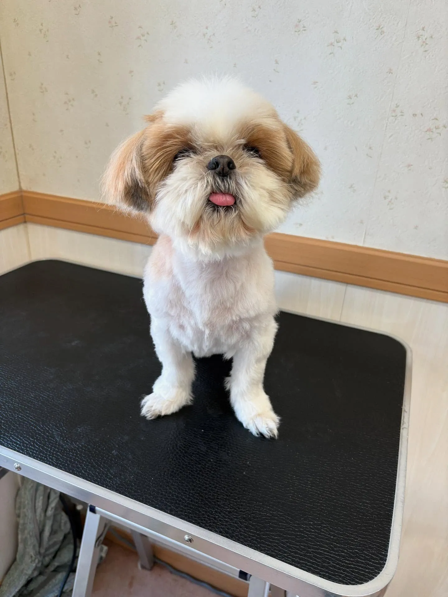 犬のトリミング✂️ シャンプー🫧