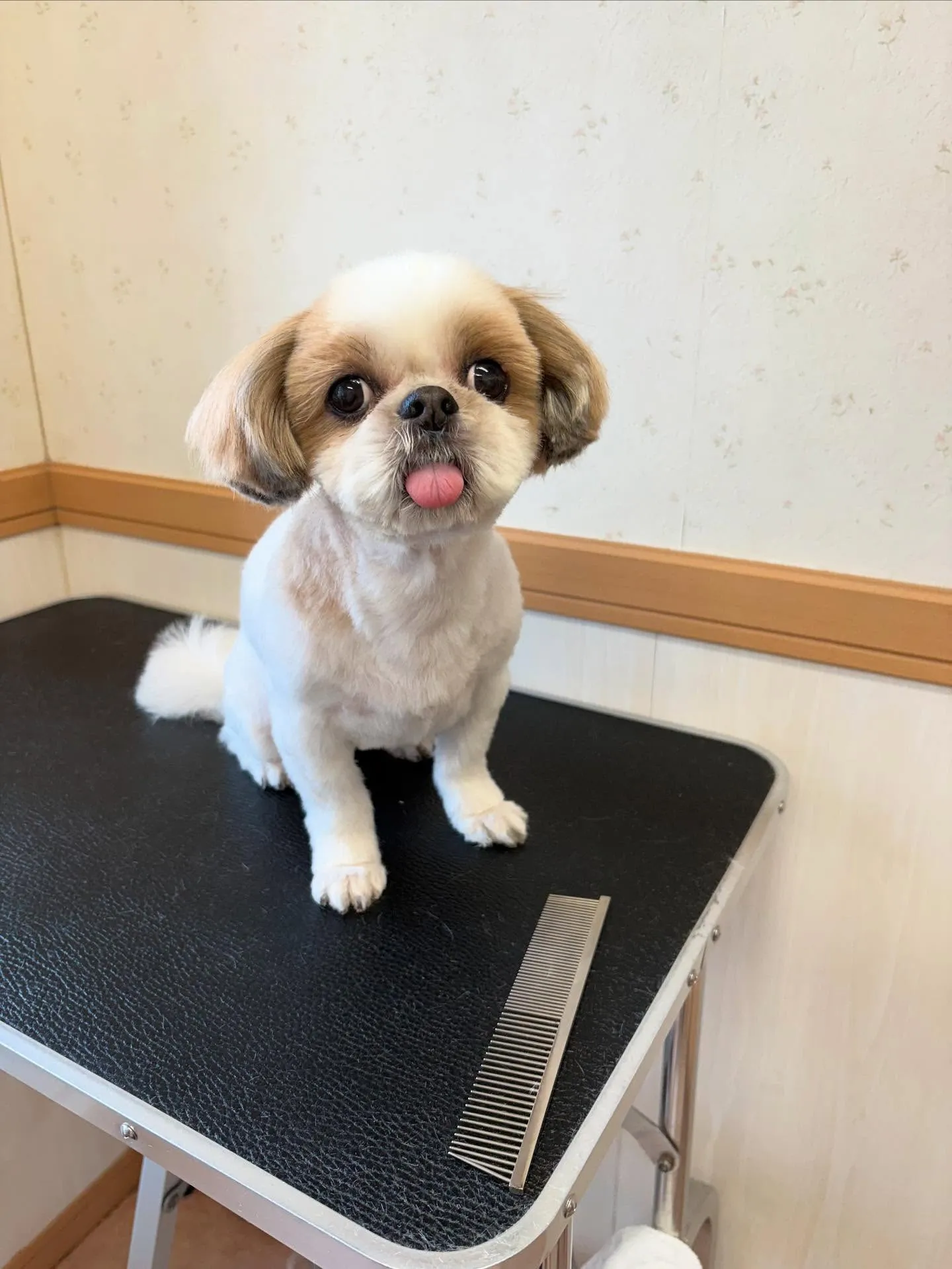 犬のトリミング✂️ シャンプー🫧