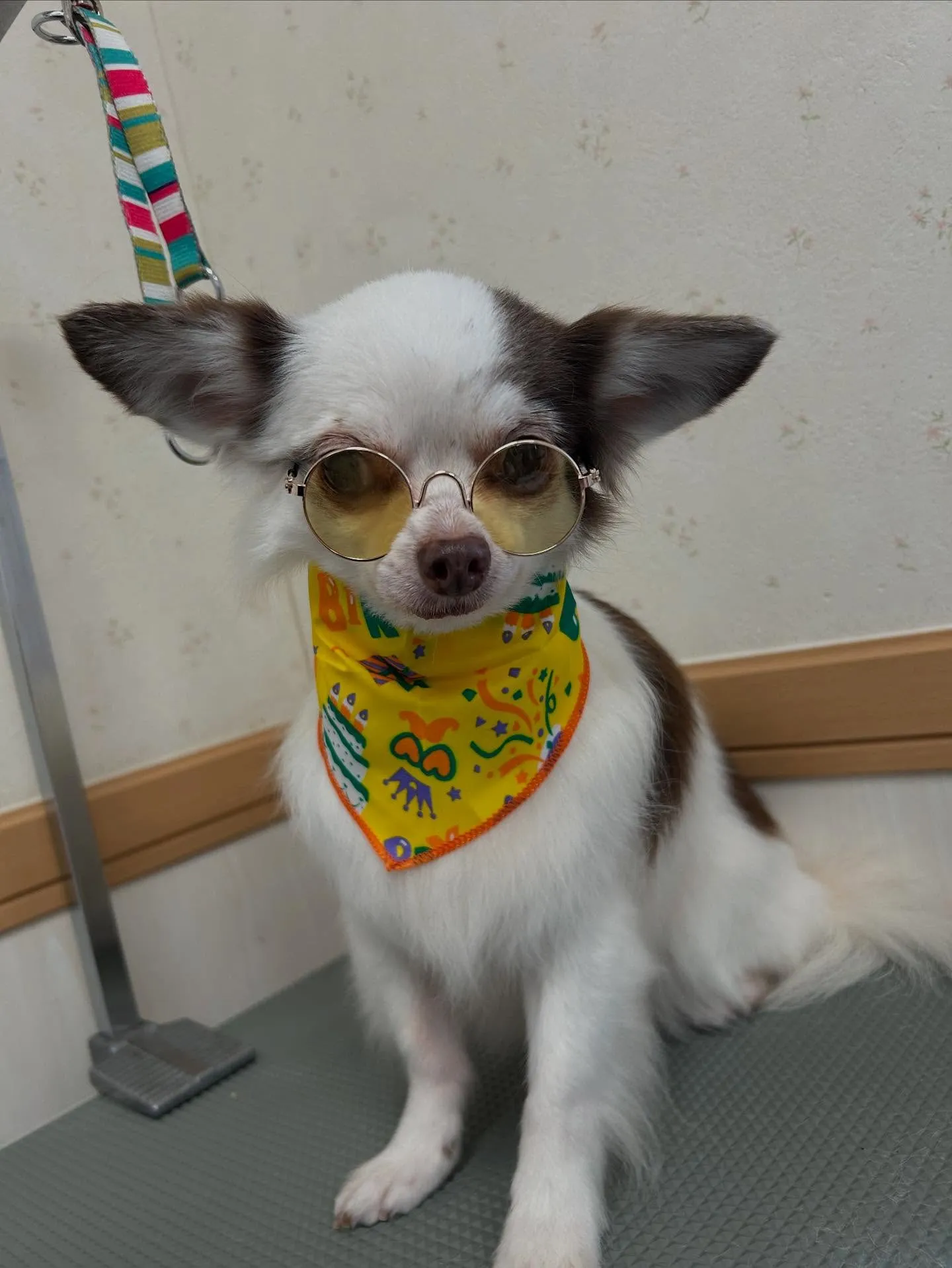 犬のトリミング✂️ シャンプー🫧