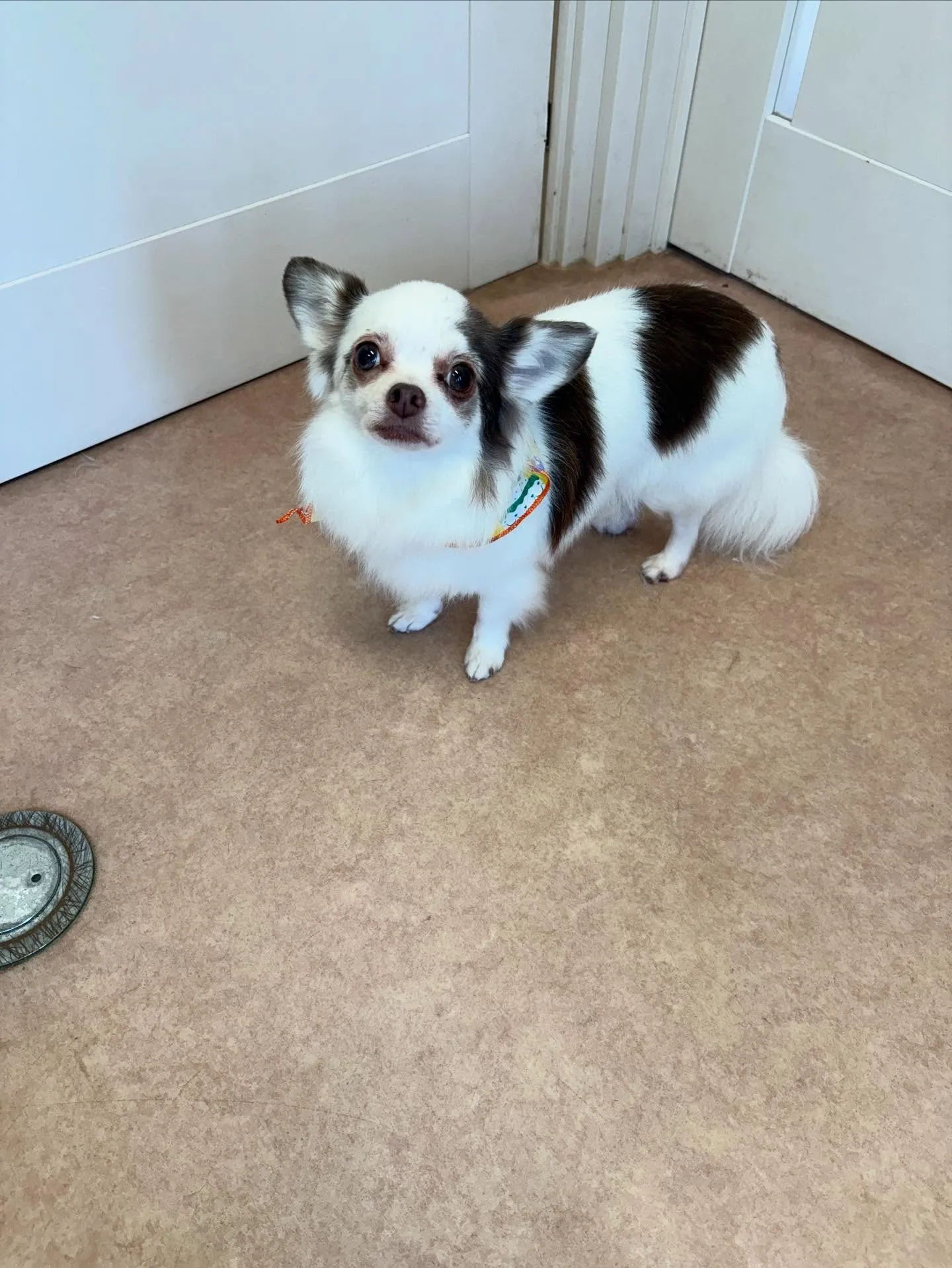 犬のトリミング✂️ シャンプー🫧