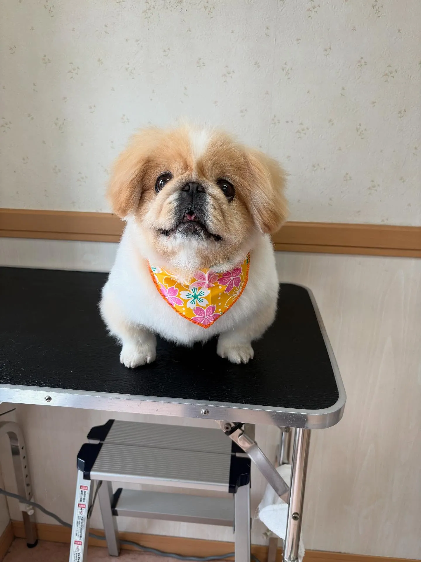 犬のシャンプー🫧