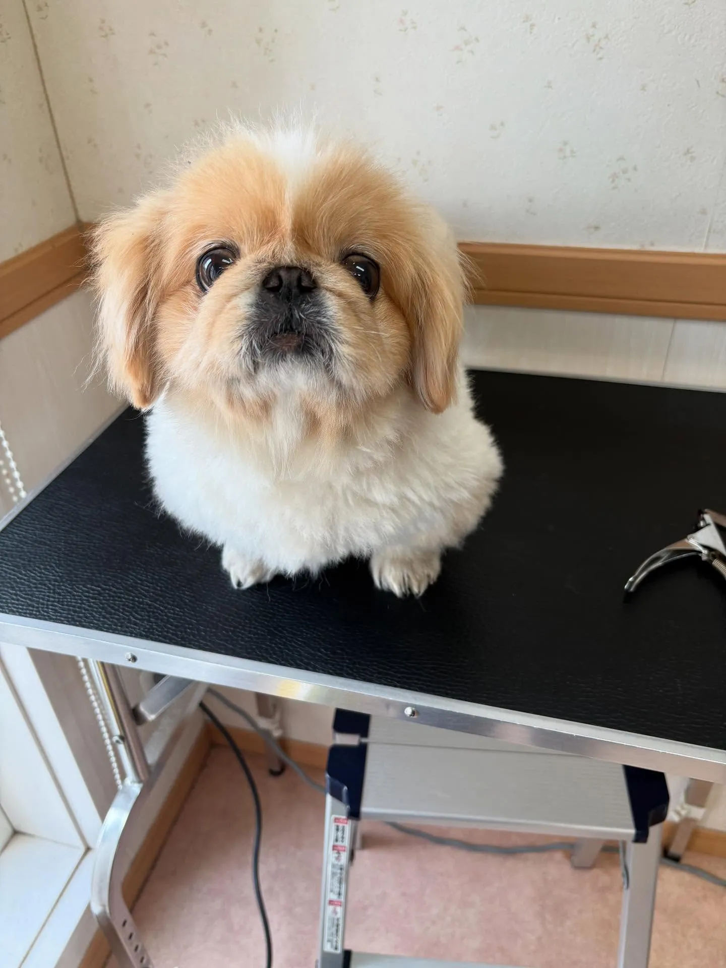 犬のシャンプー🫧