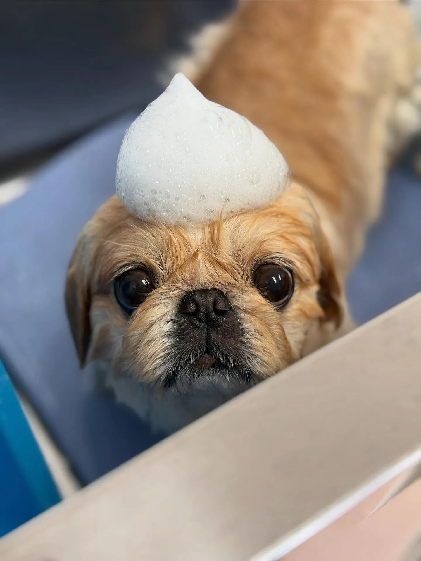 犬のシャンプー🫧