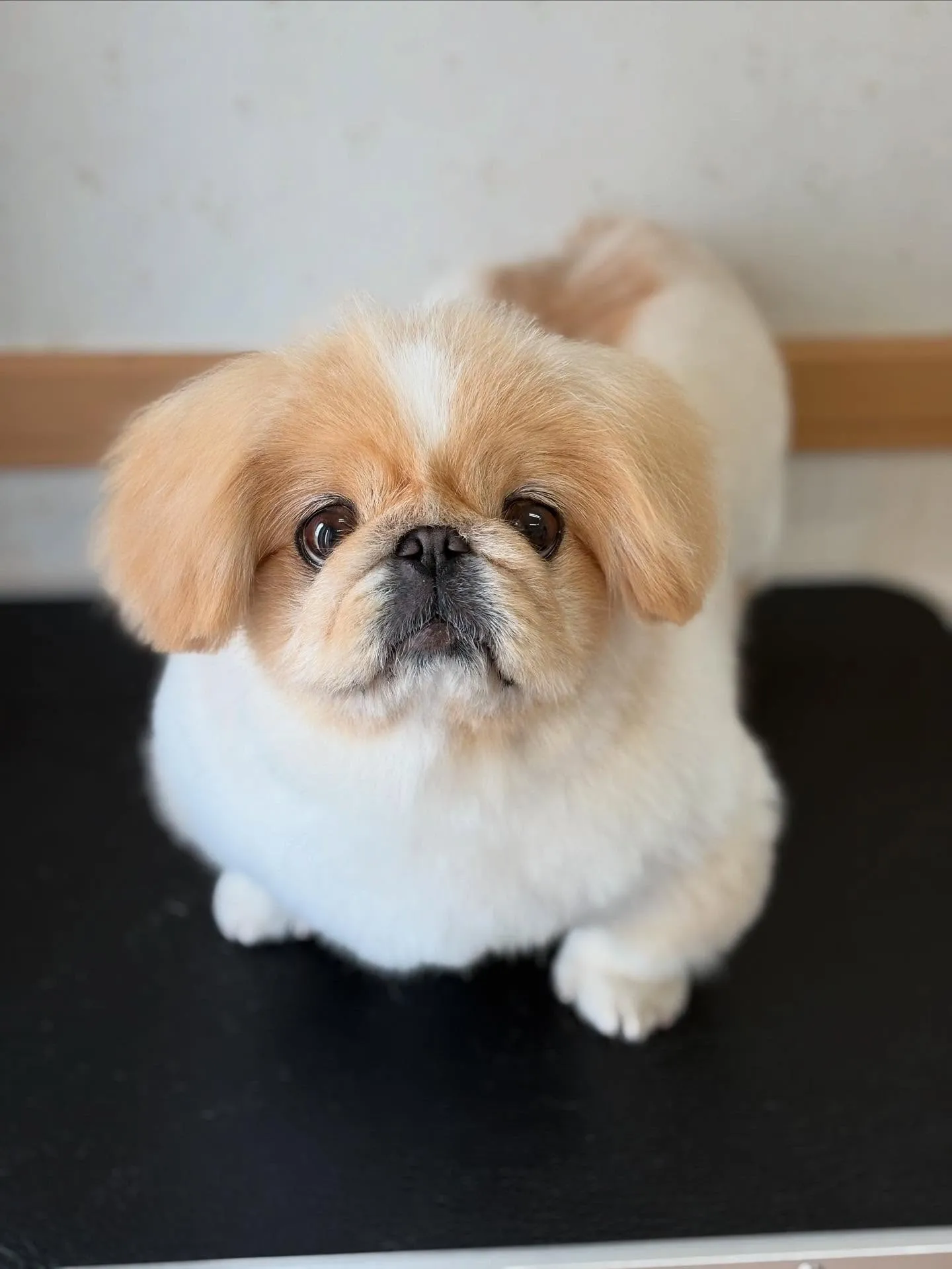 犬のシャンプー🫧