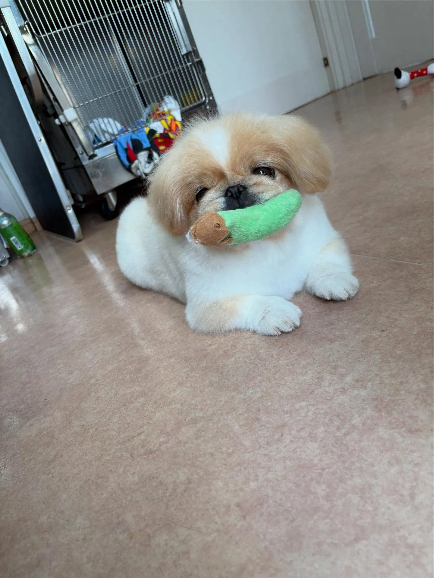 犬のシャンプー🫧