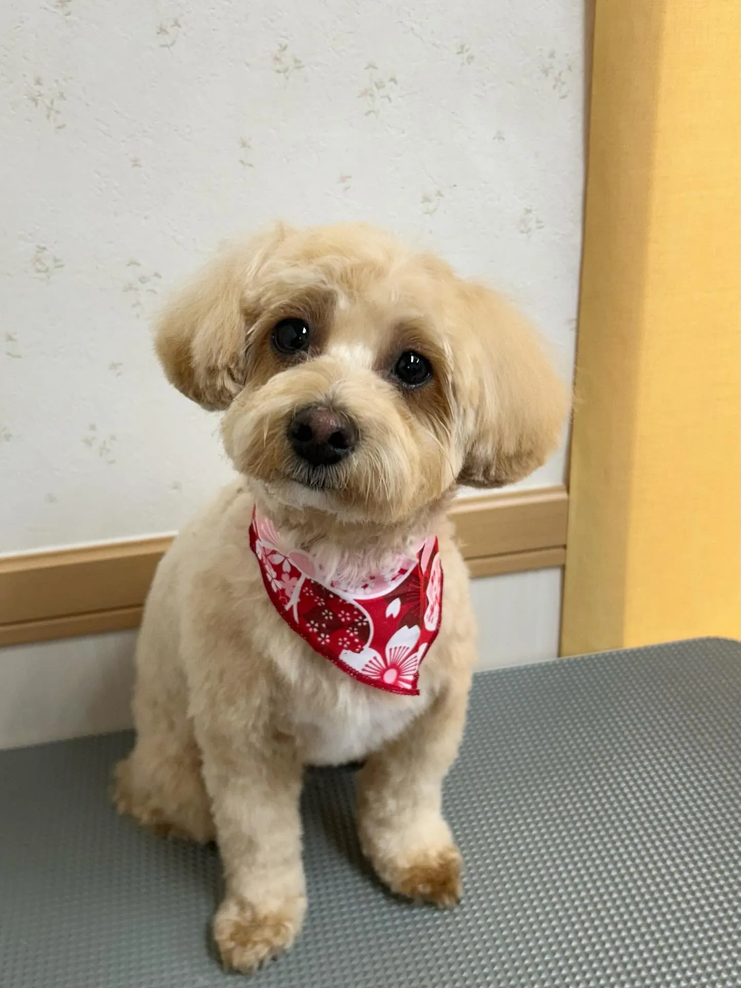 犬のトリミング✂️