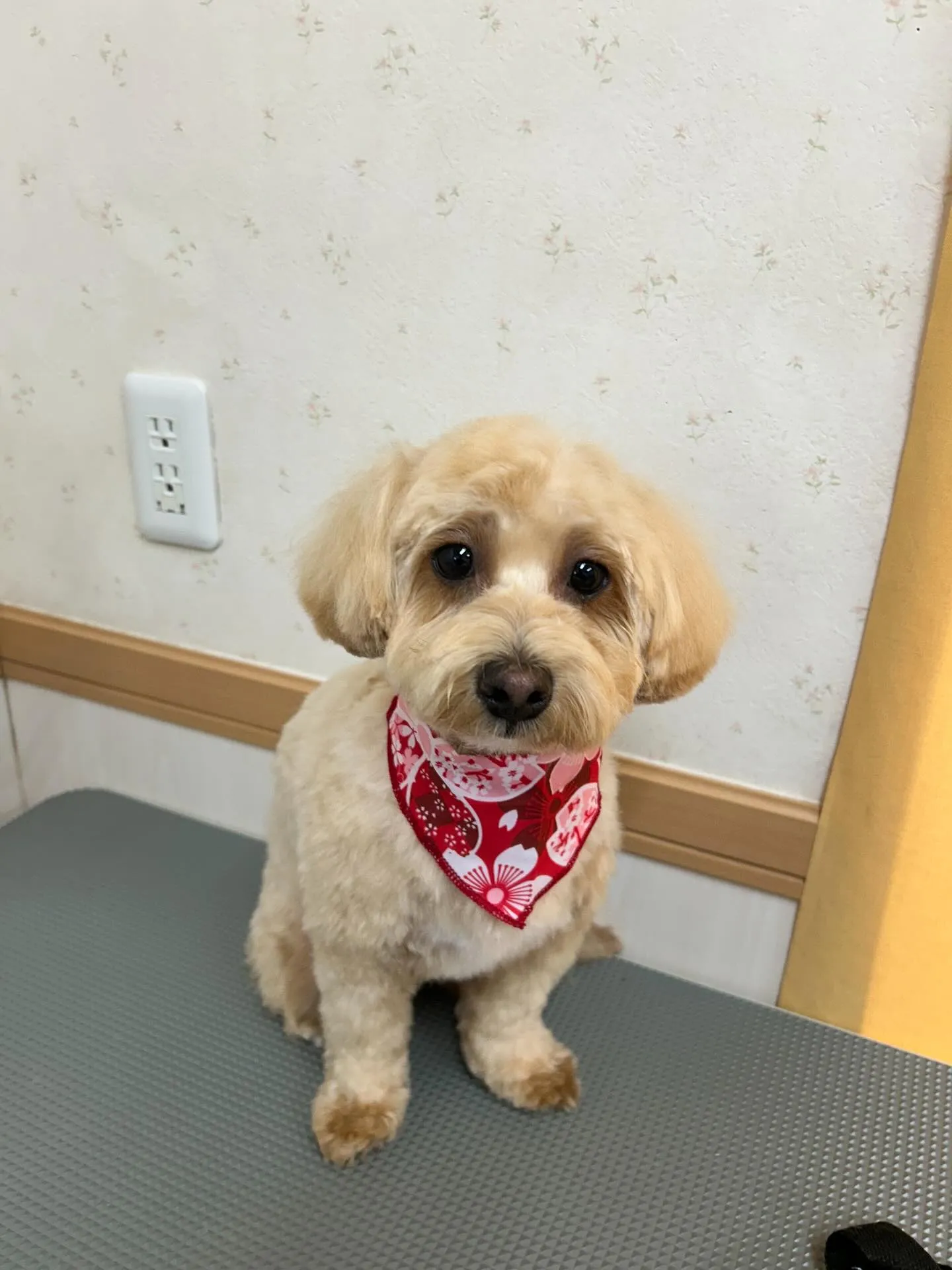 犬のトリミング✂️