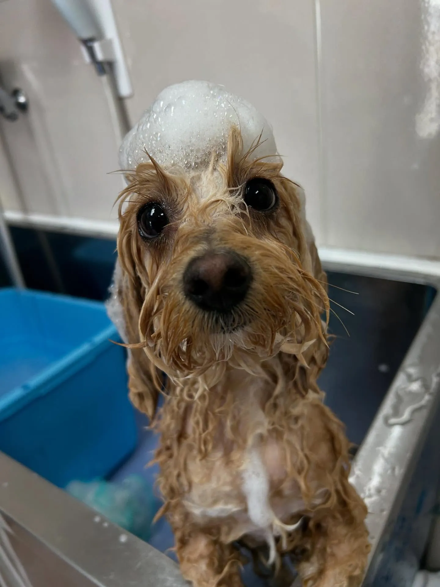 犬のトリミング✂️
