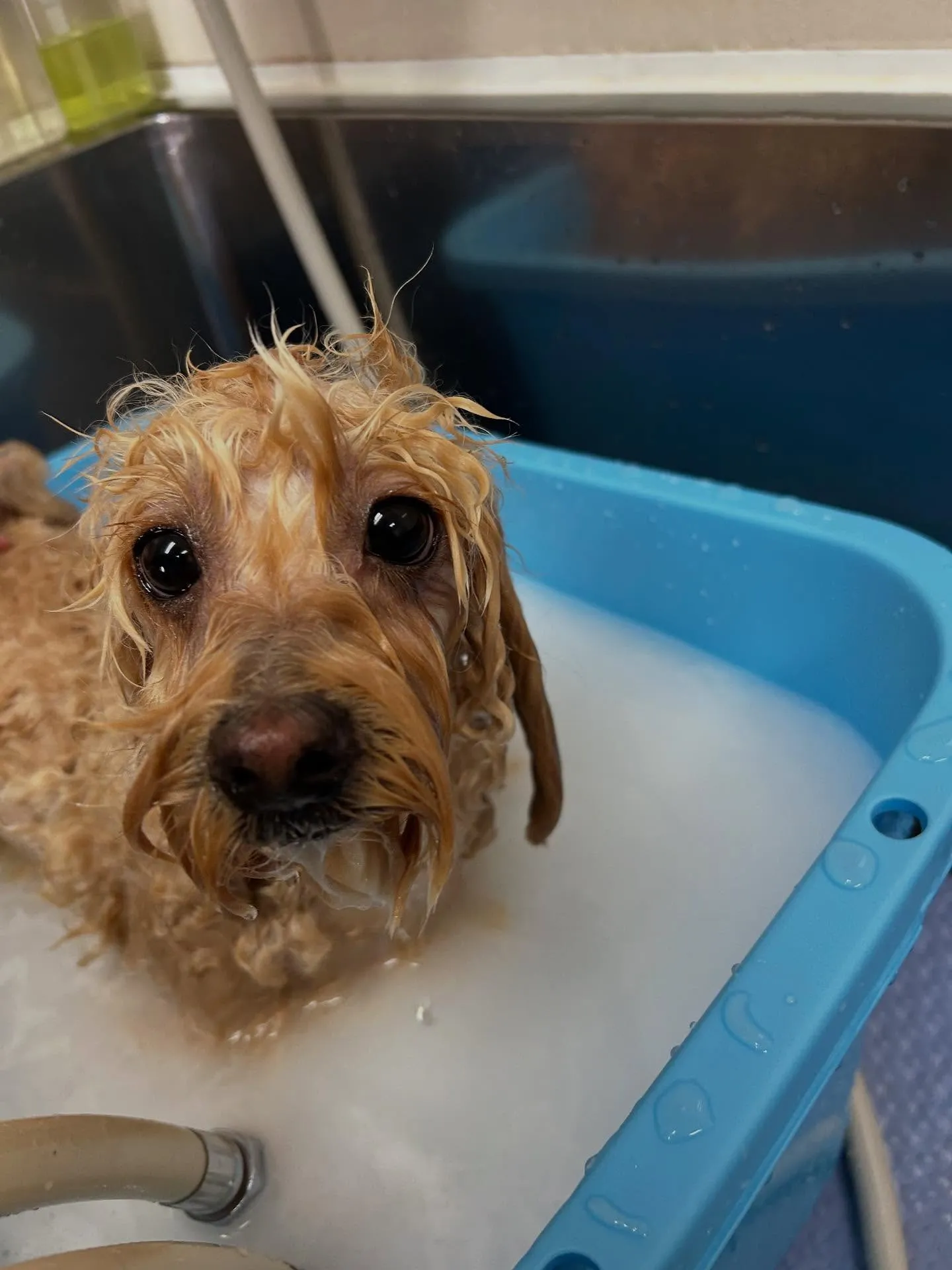 犬のトリミング✂️