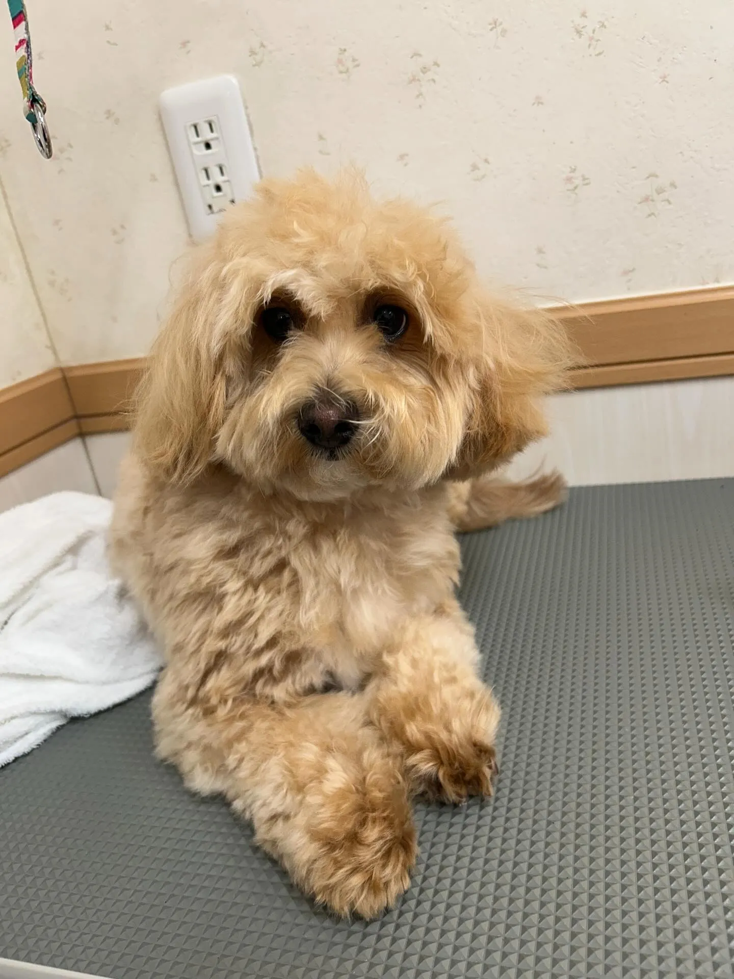 犬のトリミング✂️